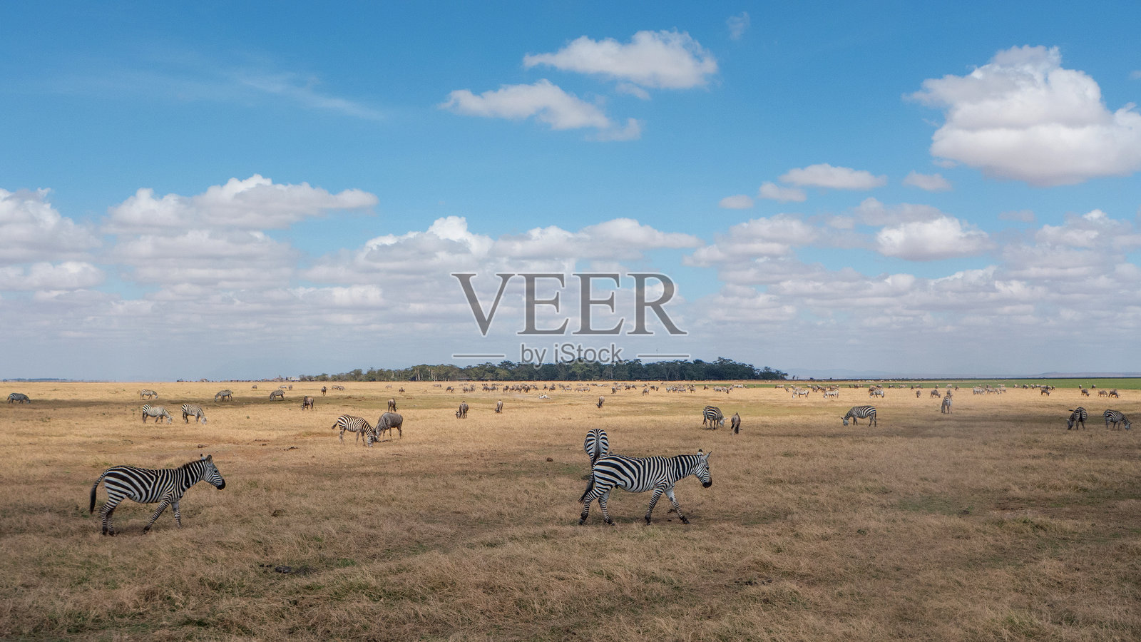 动物照片摄影图片