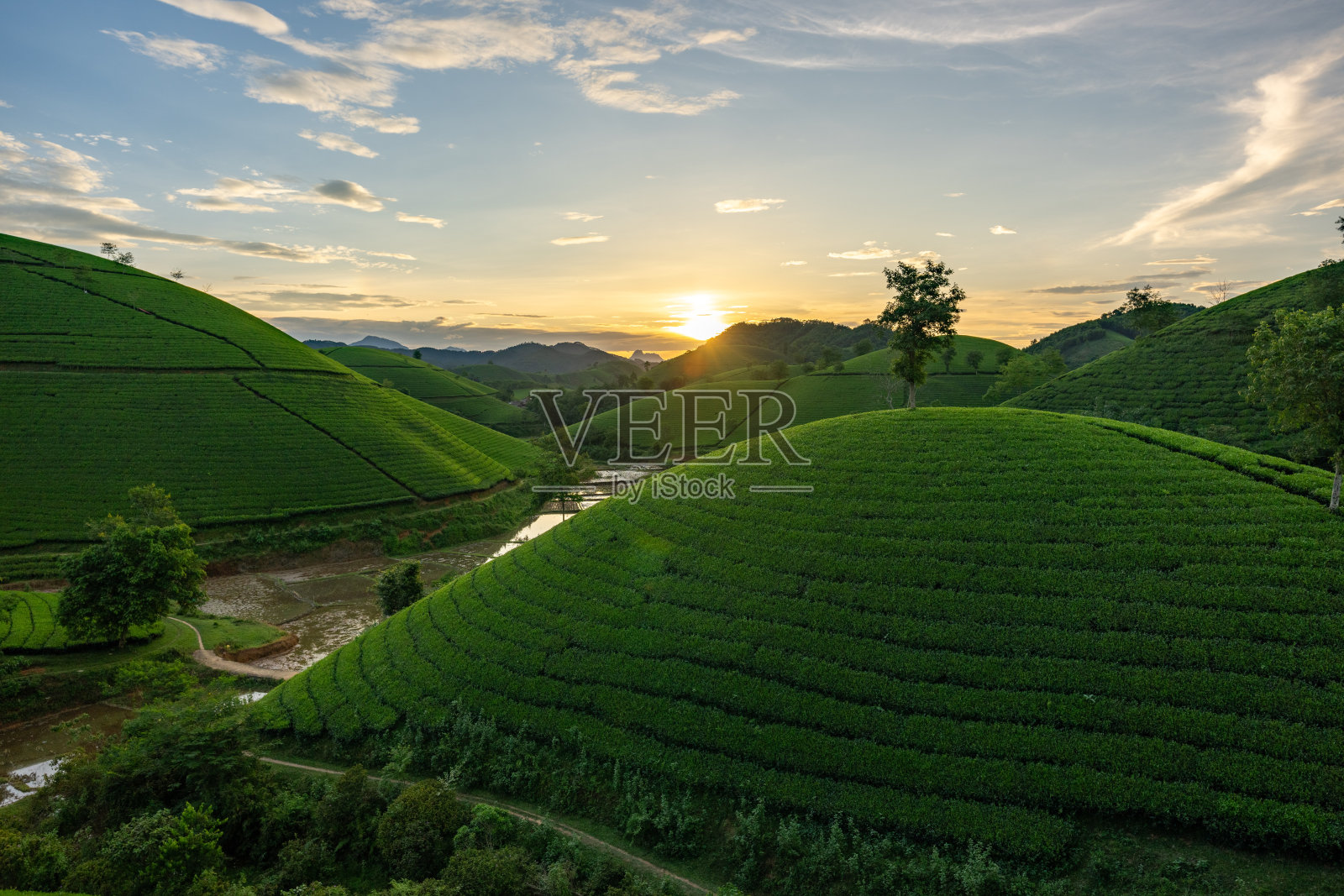 越南富寿省龙 Coc 茶山美丽日落的鸟瞰图照片摄影图片