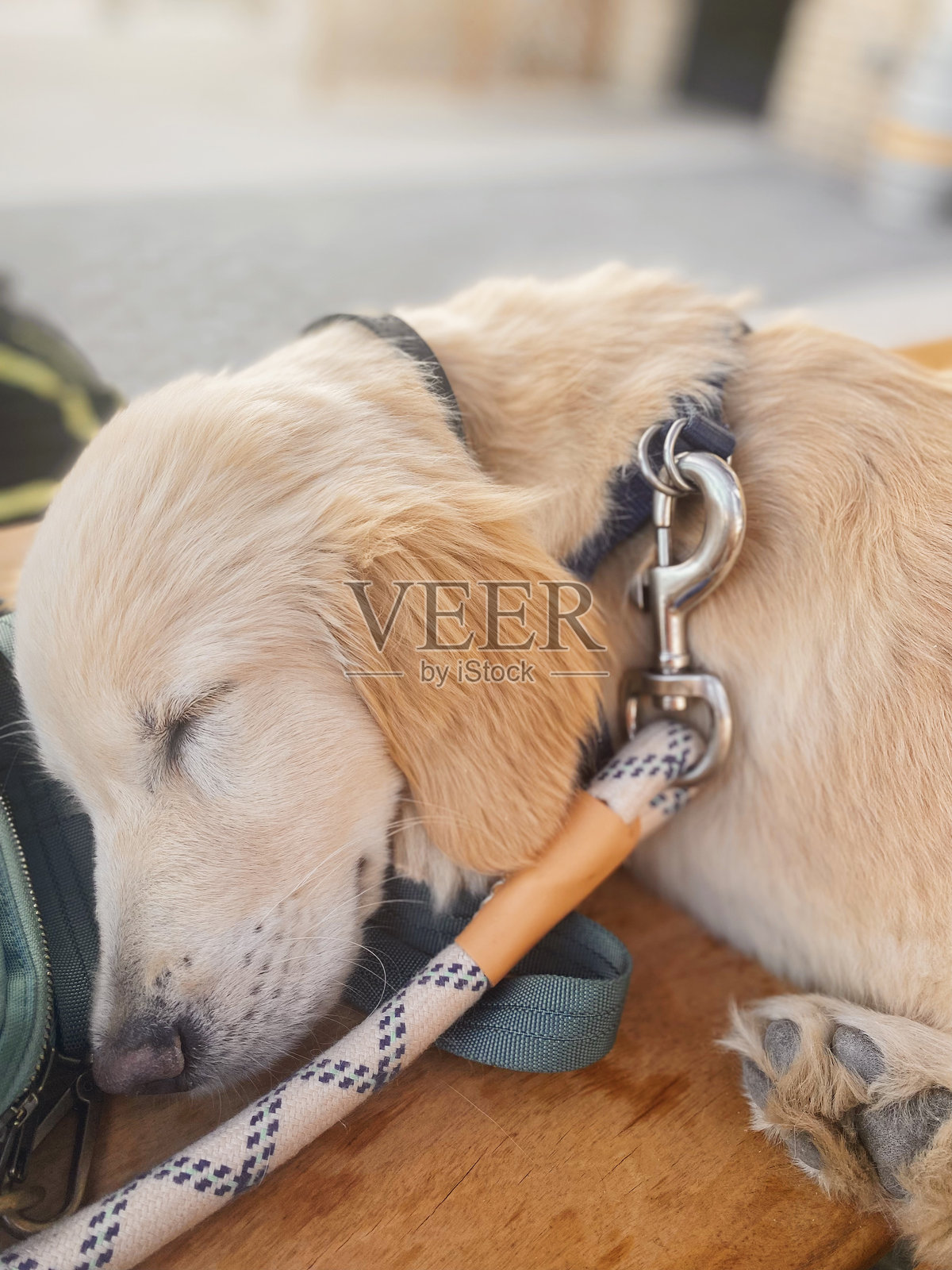 睡觉的小狗照片摄影图片