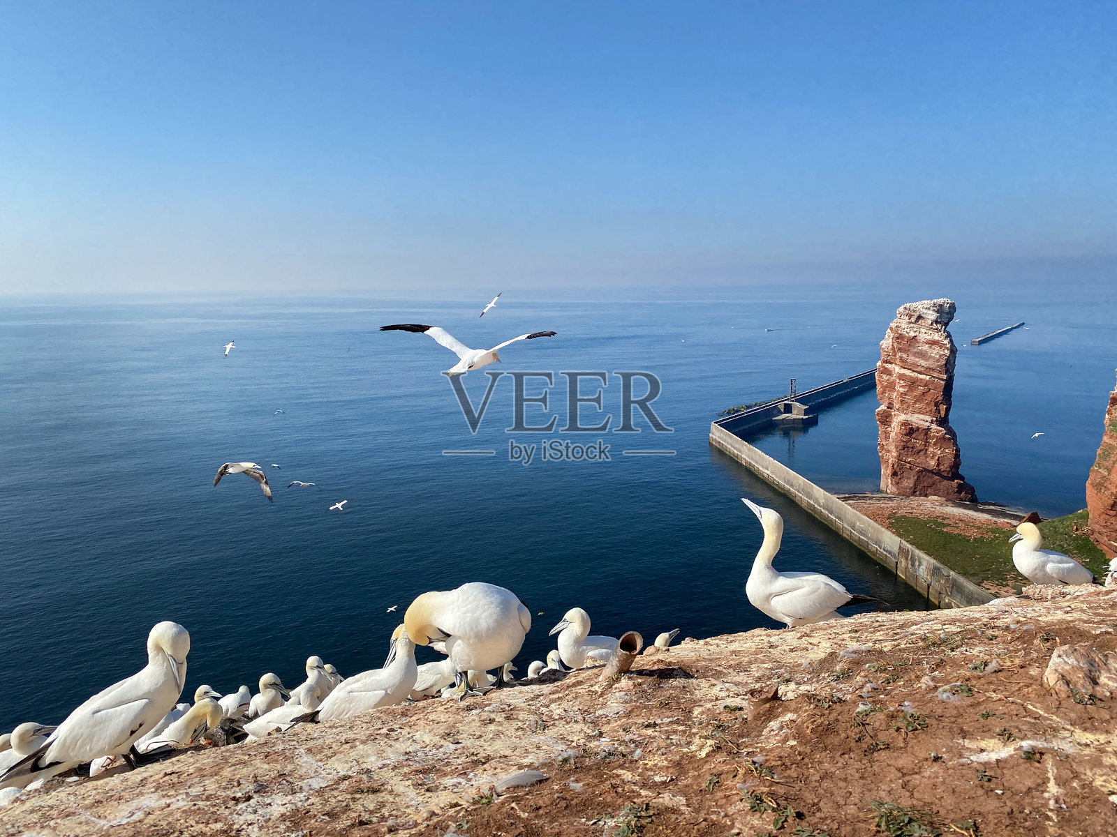 动物照片摄影图片