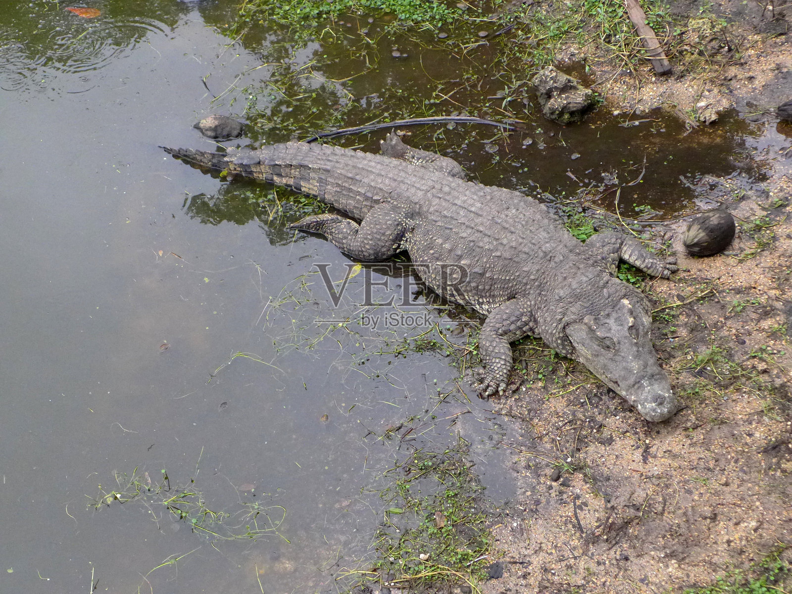 动物照片摄影图片