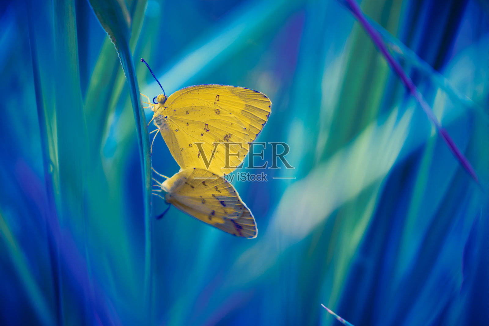 自然中的黄色蝴蝶停在草叶上，户外场景照片摄影图片