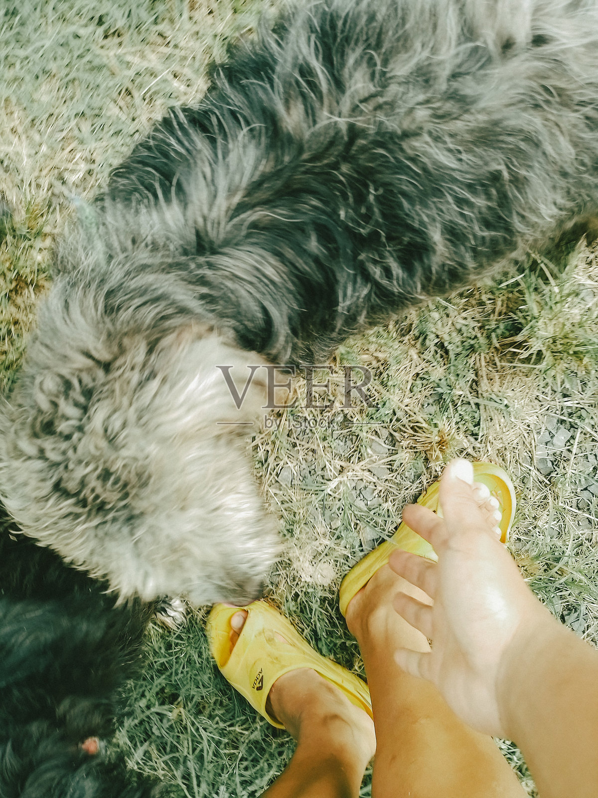 可爱的流浪狗照片摄影图片