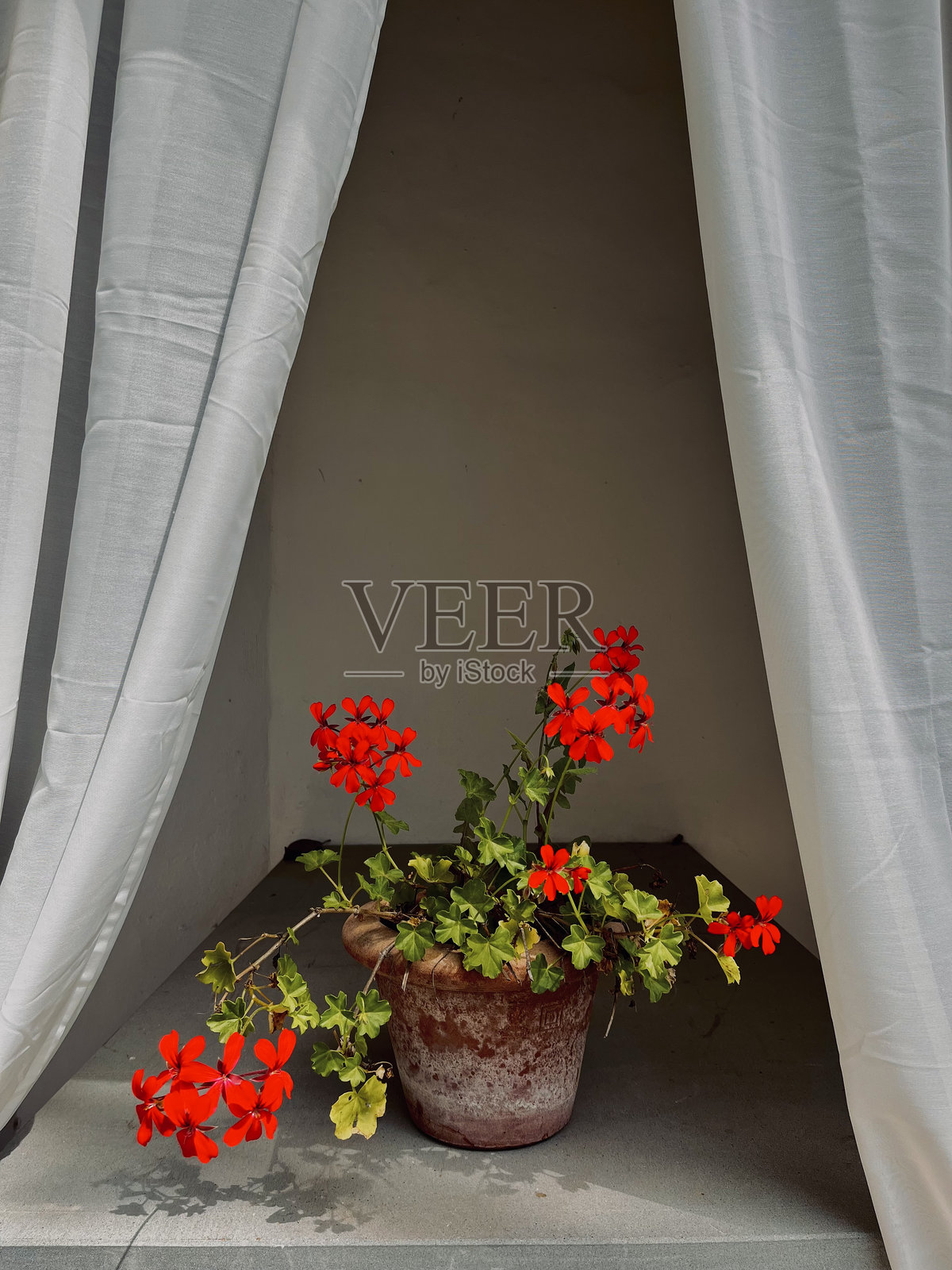 窗帘中的花盆照片摄影图片