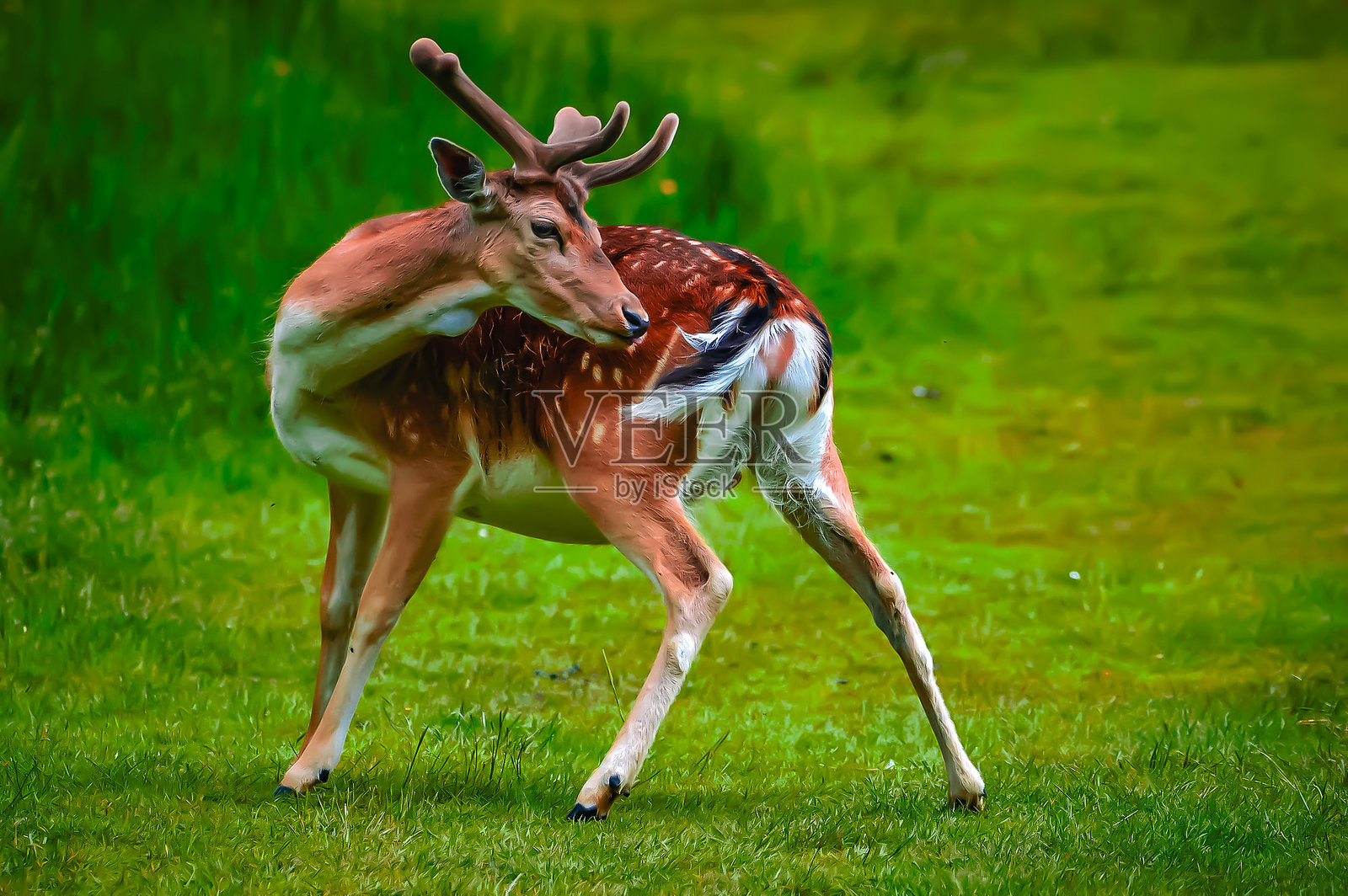 鹿在鹿园中照片摄影图片