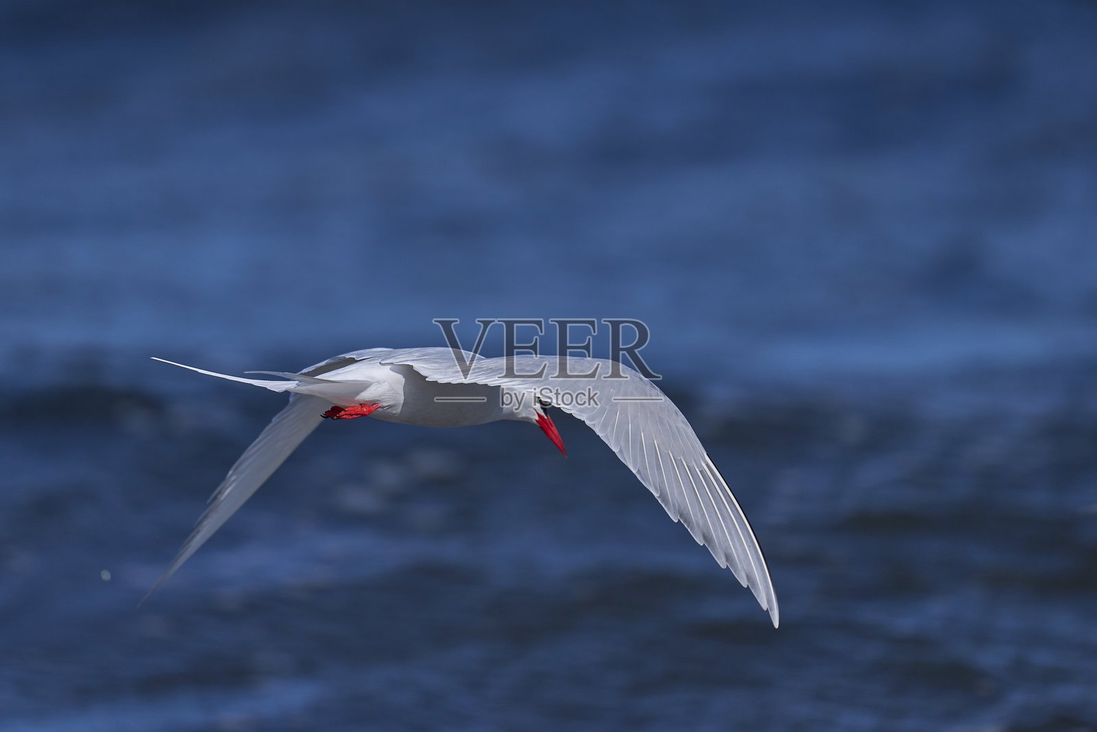 南美燕鸥照片摄影图片