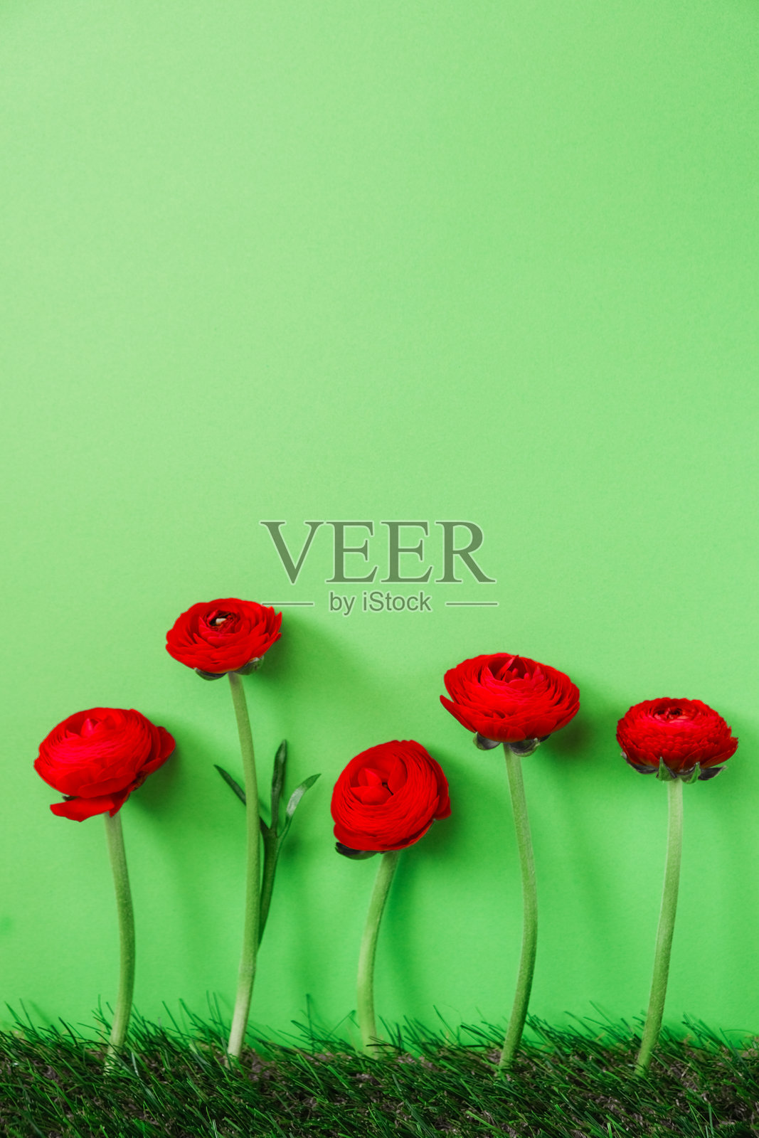 红色的毛茛花，背景为绿色。种植和护理毛茛花。照片摄影图片