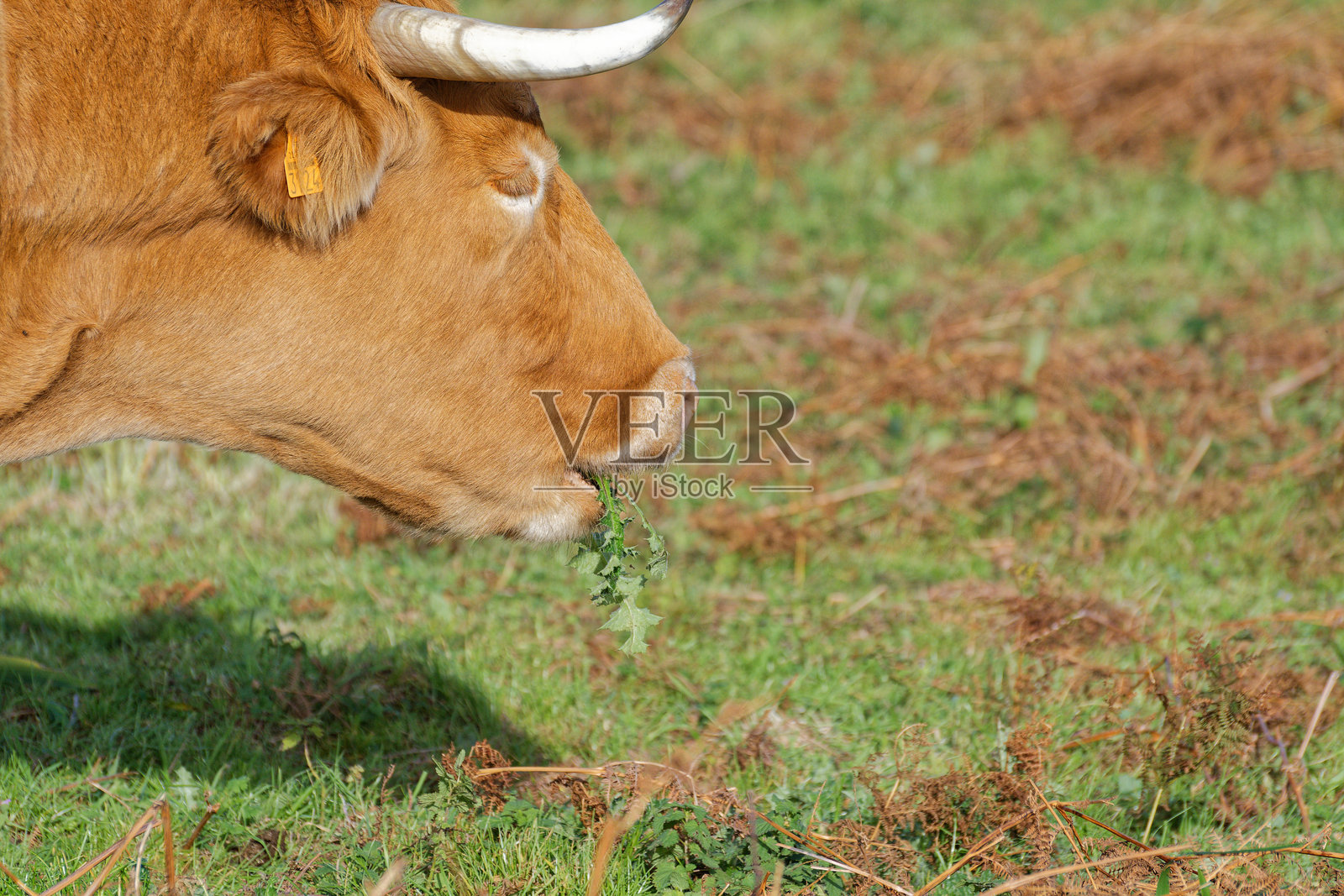 牛在吃草照片摄影图片