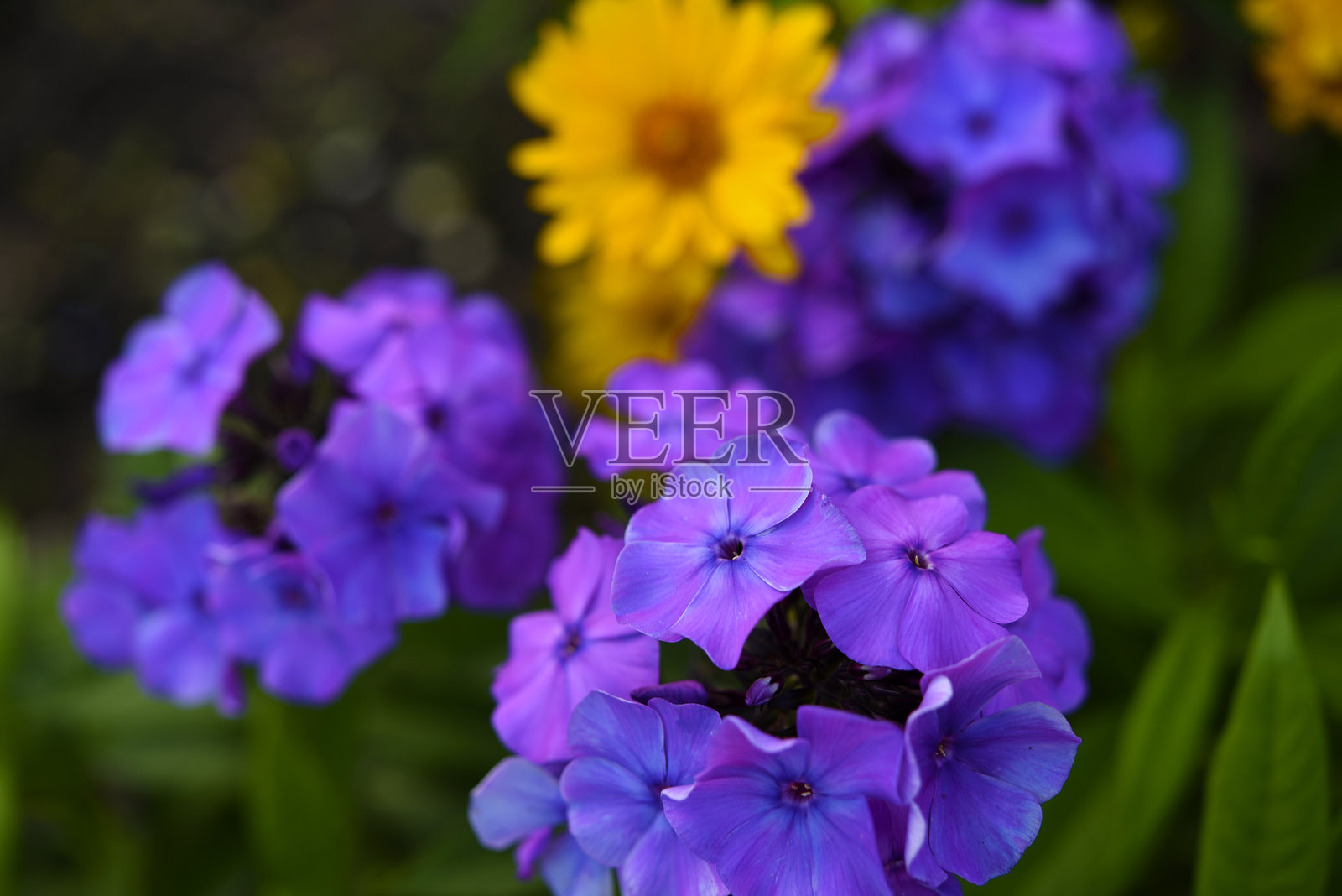 夏季花园中的紫色福禄考和黄色花朵。夏季绚丽花束的美丽花朵。照片摄影图片