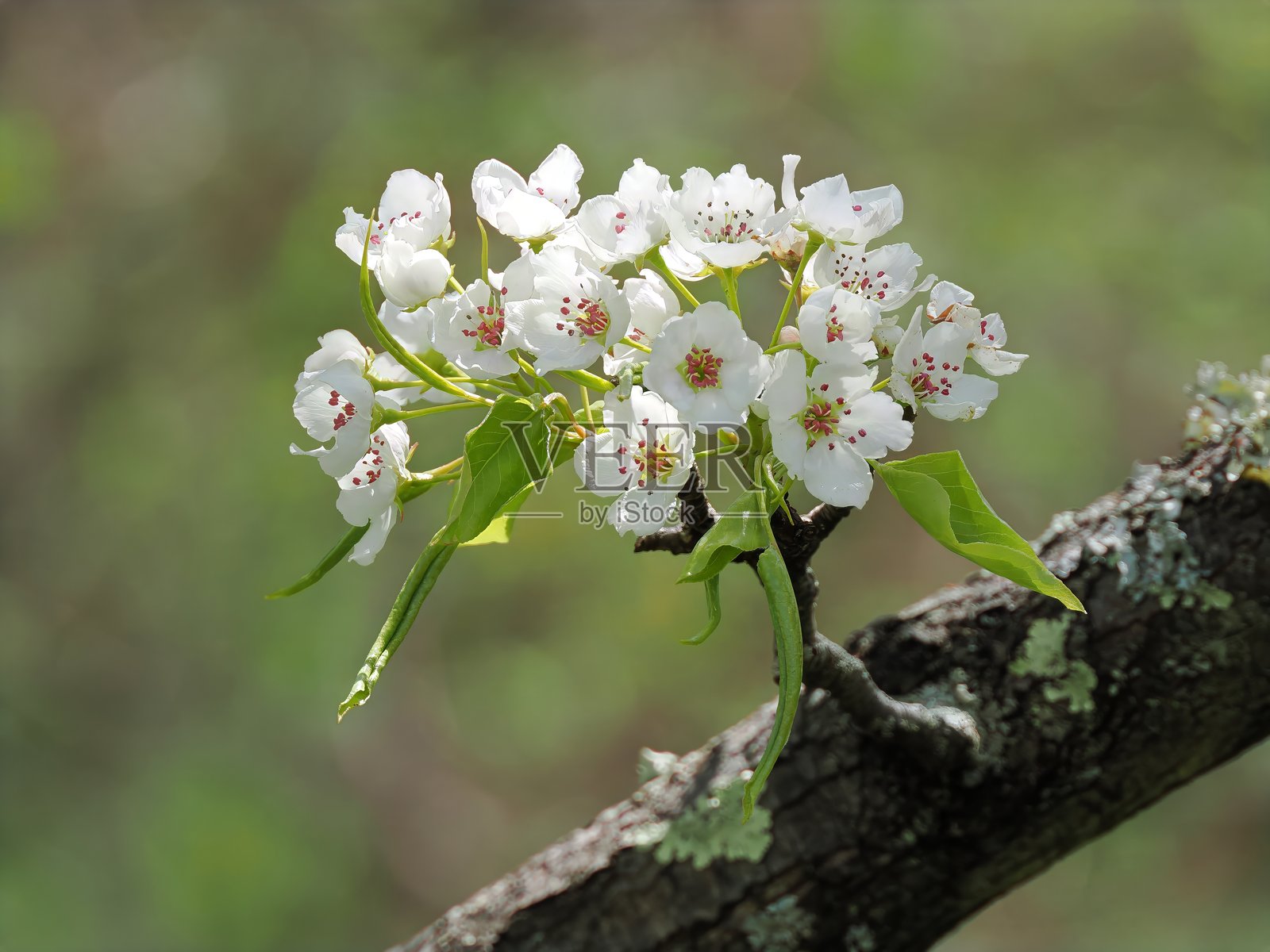 春天的花朵照片摄影图片
