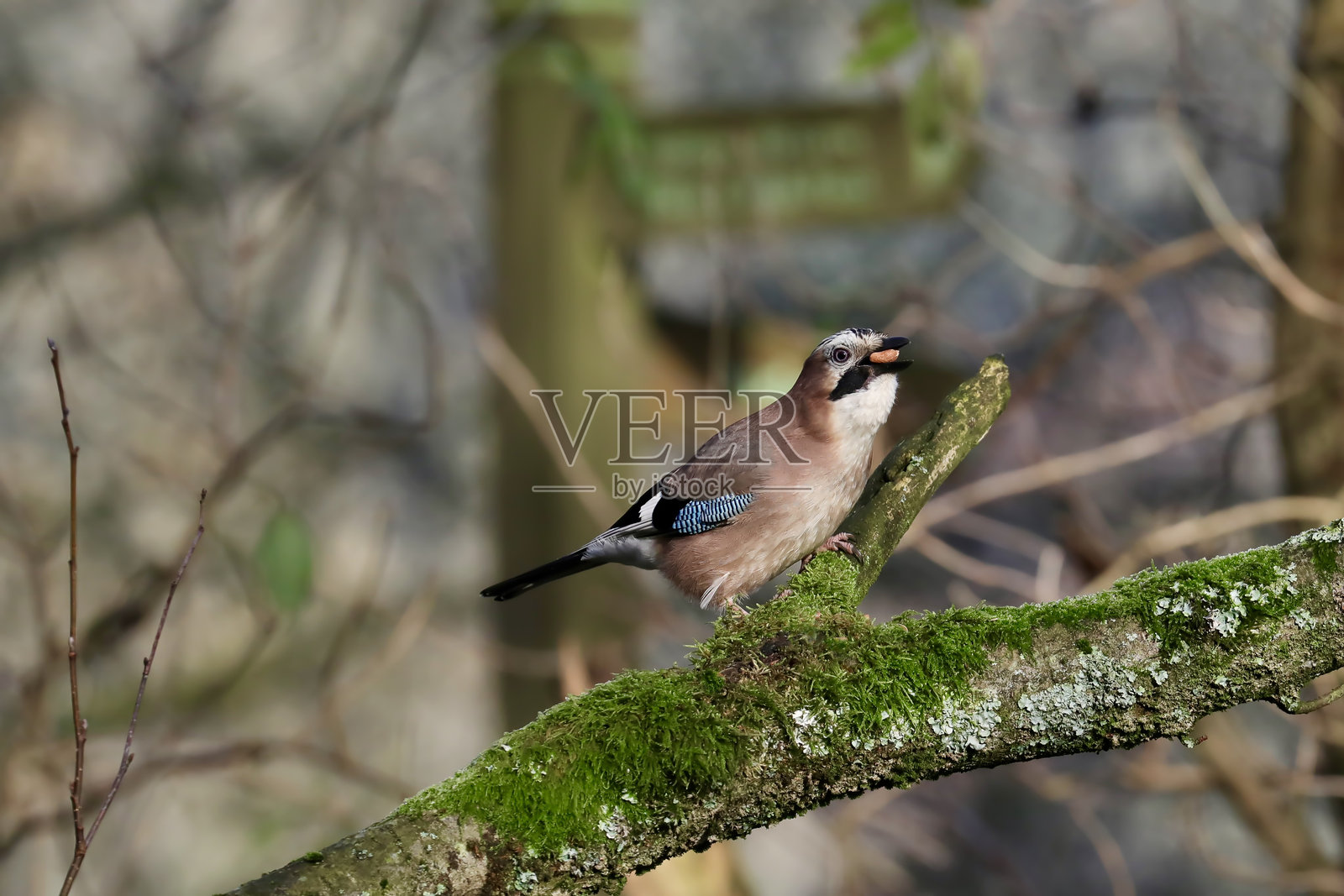 欧亚松鸦 (Garrulus glandarius)照片摄影图片