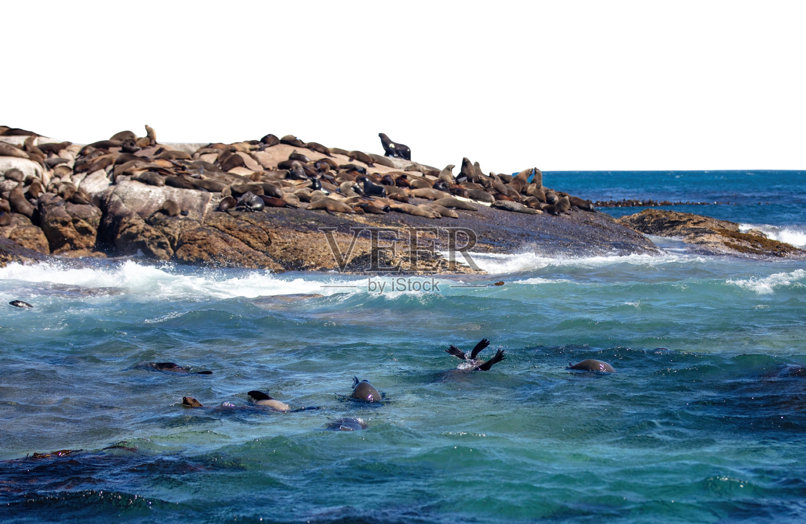 南非海豹岛。杜伊克岛上的棕色海豹群落，孤立在白色天空下。照片摄影图片