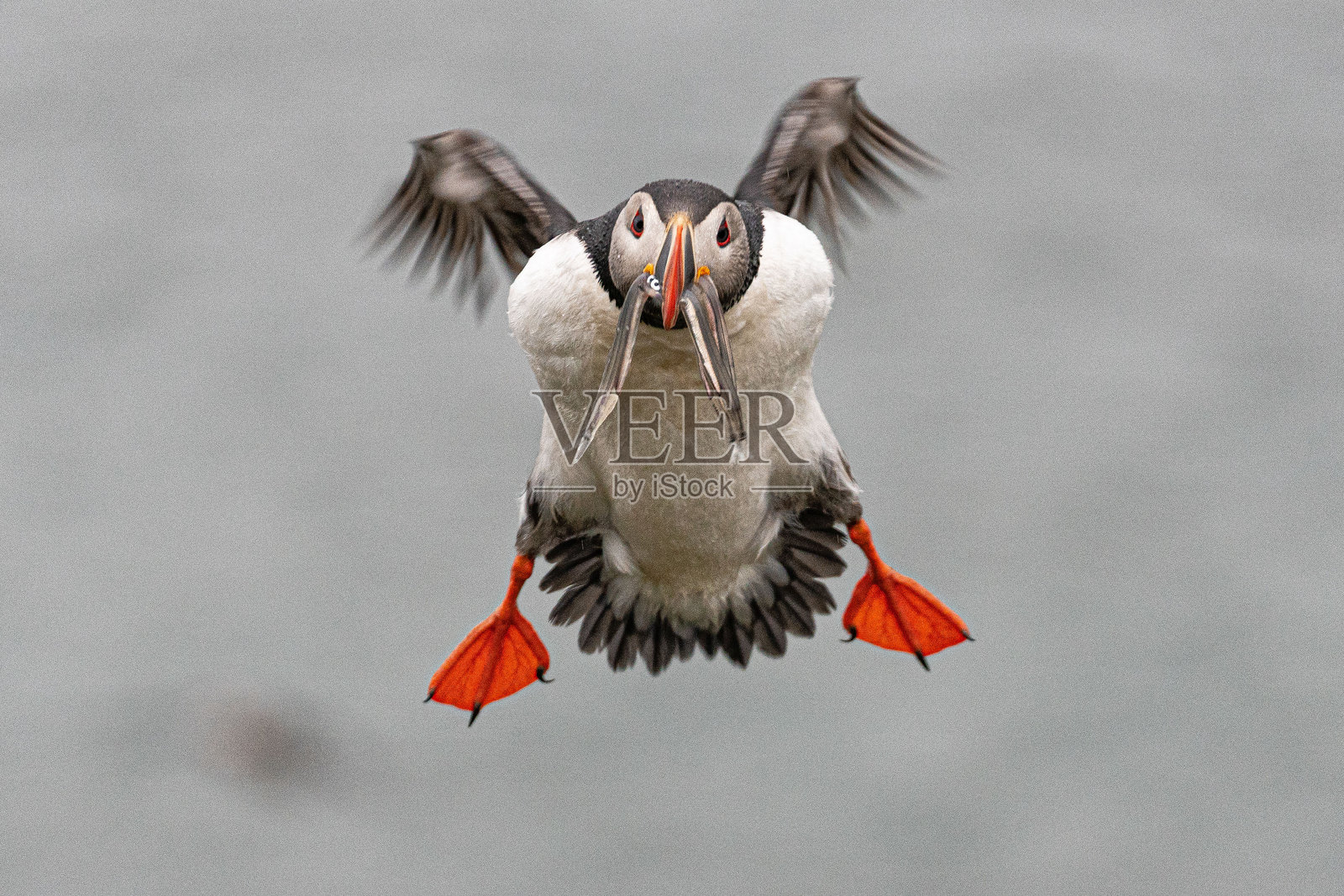 大西洋海雀在海面上起飞照片摄影图片