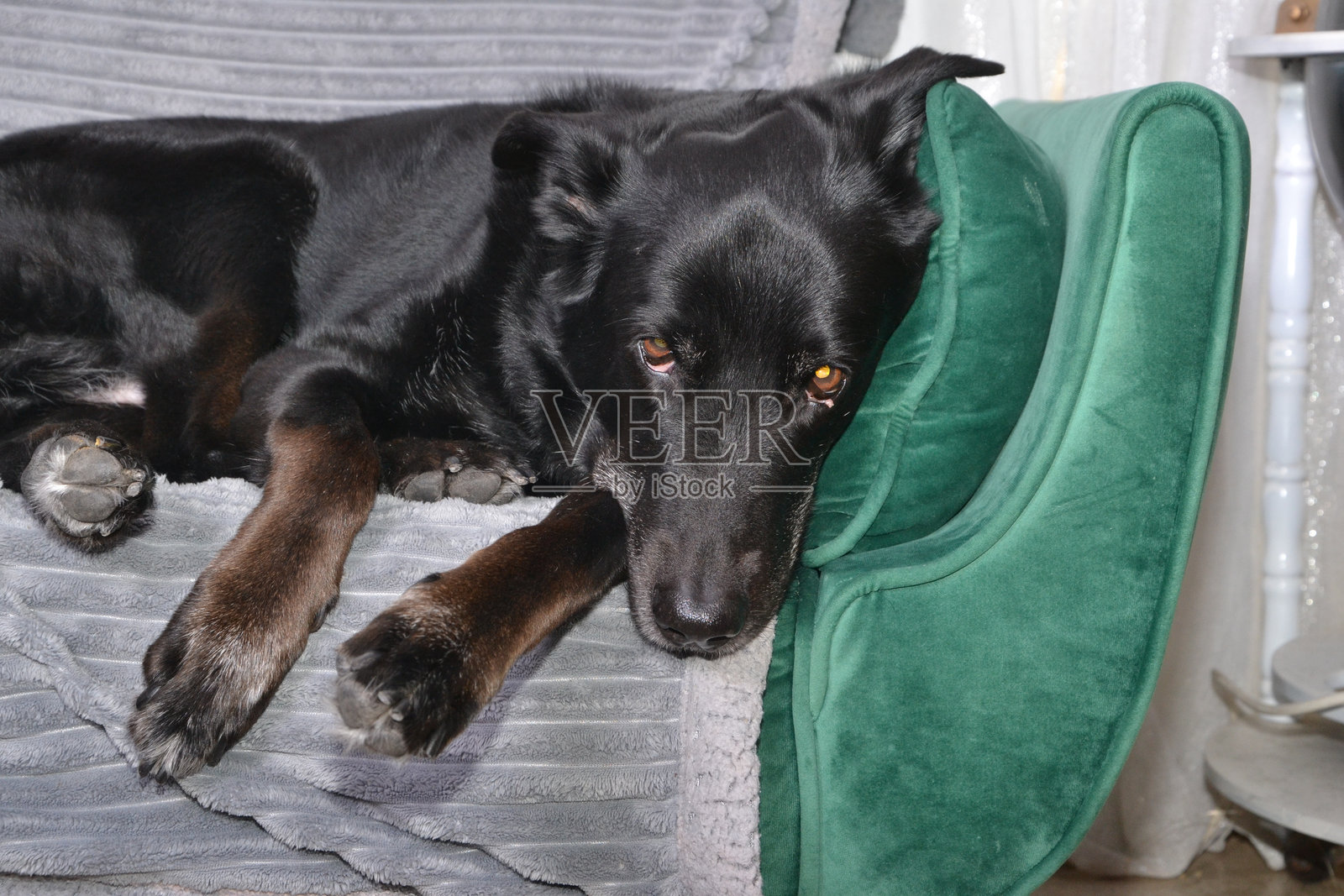 有趣可爱的狗狗躺在沙发上照片摄影图片