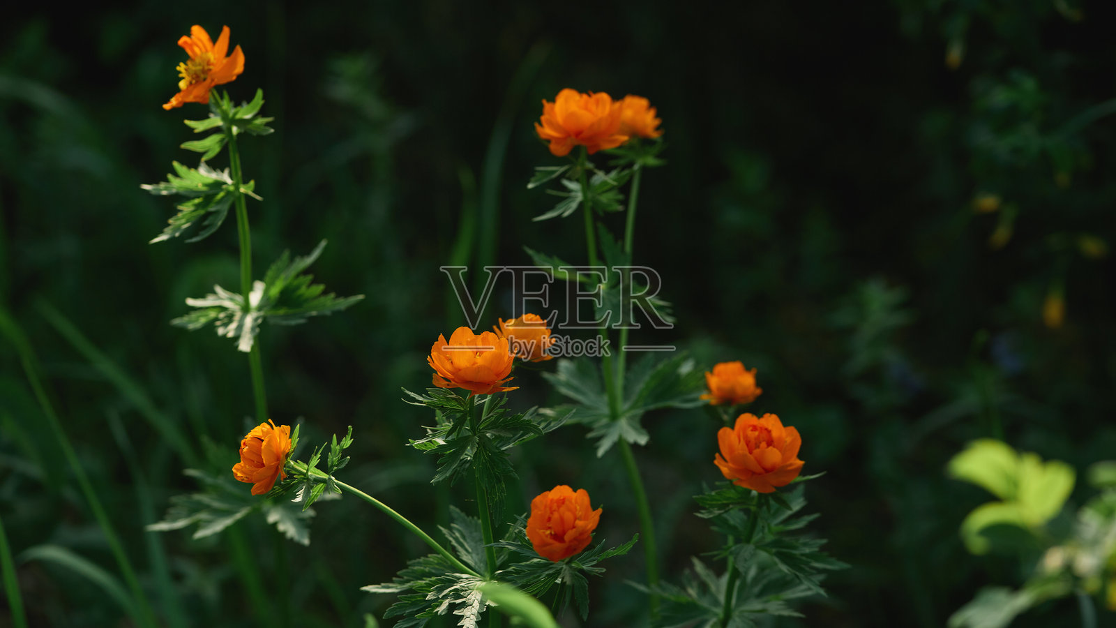 阴凉的绿色草地上盛开的橙色野花照片摄影图片