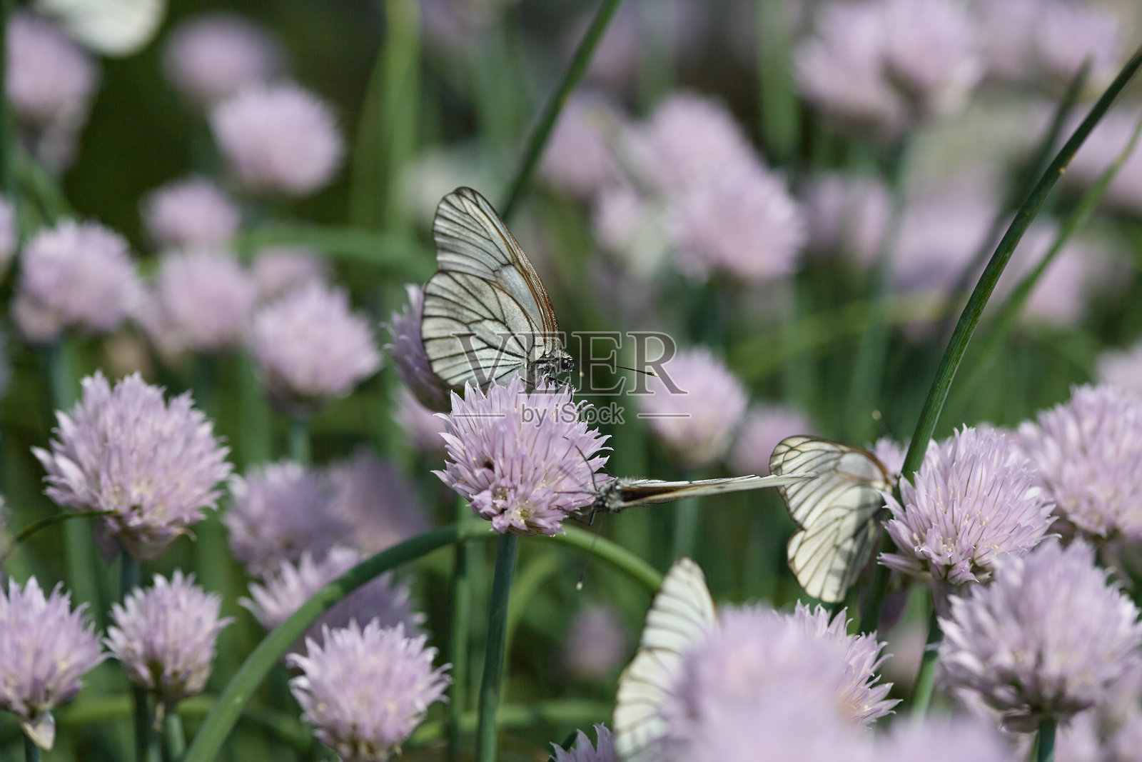 白色蝴蝶栖息在盛开的粉色韭菜花上，周围是绿色的茎。照片摄影图片