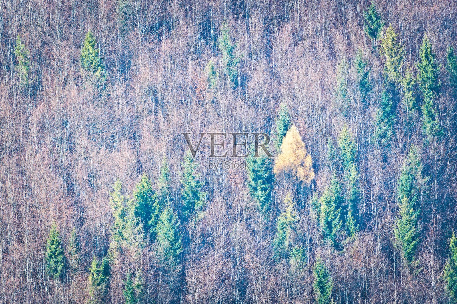 五彩斑斓的秋季树叶，展现季节色彩。自然背景。落叶松树。照片摄影图片