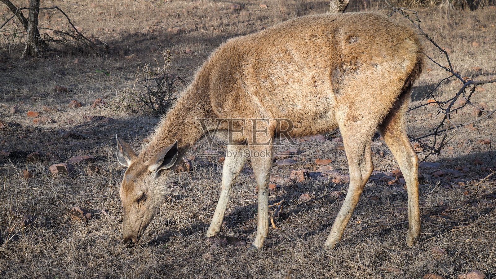 印度拉贾斯坦邦兰塔姆博尔虎保护区的风景照片摄影图片