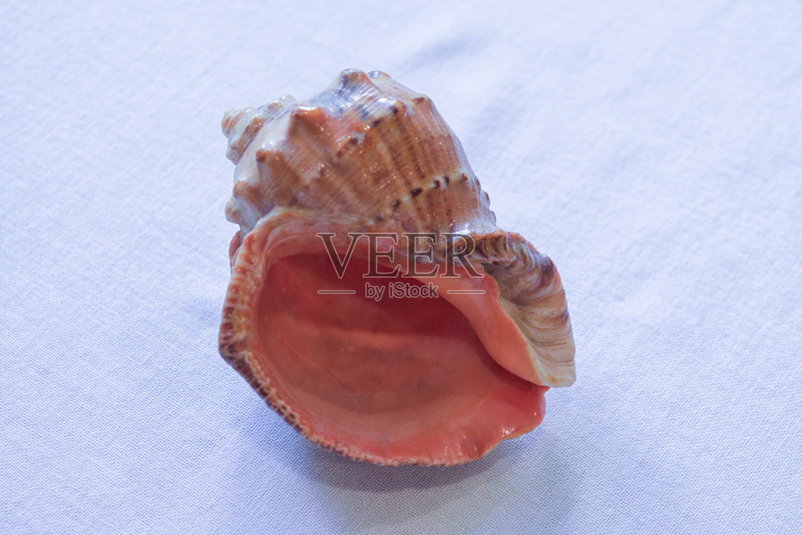 白色背景上的空海螺壳照片摄影图片