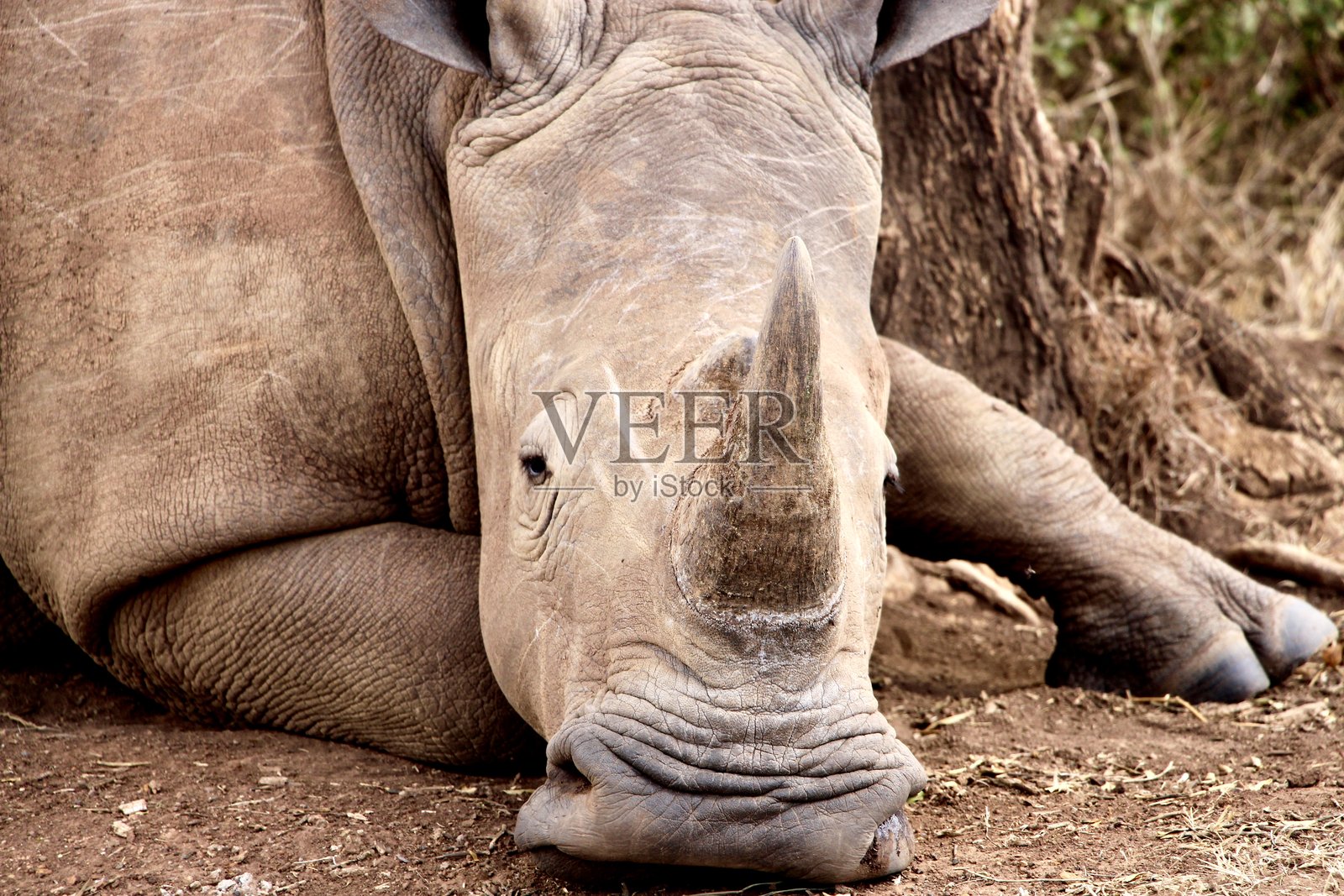 红土路上休息的犀牛特写照片摄影图片