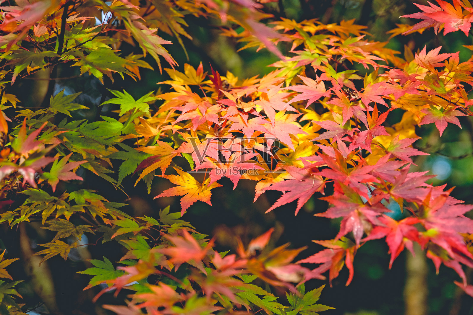 橙色和粉色的秋季树叶，红枫（Acer palmatum）橙梦。照片摄影图片