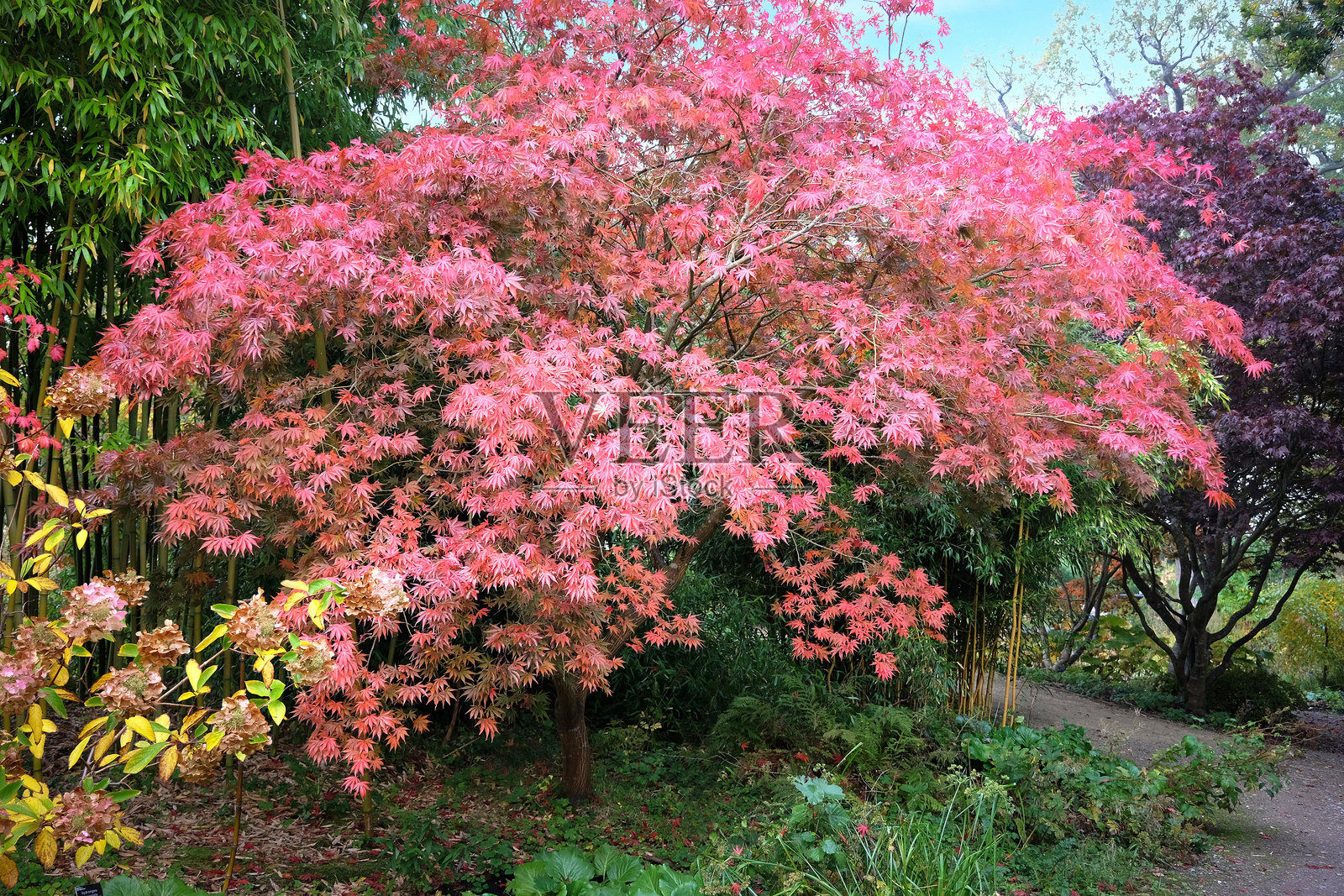 红色秋季叶子，红枫（Acer palmatum）‘小红垂’。照片摄影图片