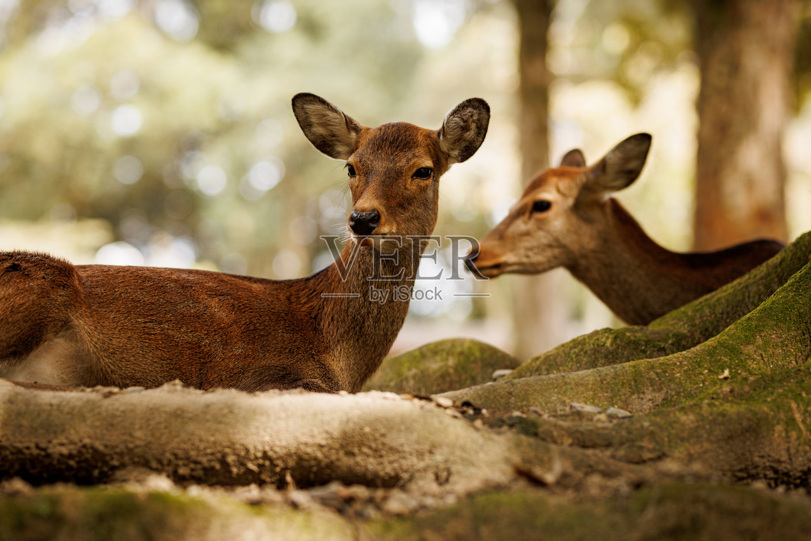 一幅宁静而如画的场景，描绘了一群鹿快乐地享受大自然的美丽。照片摄影图片
