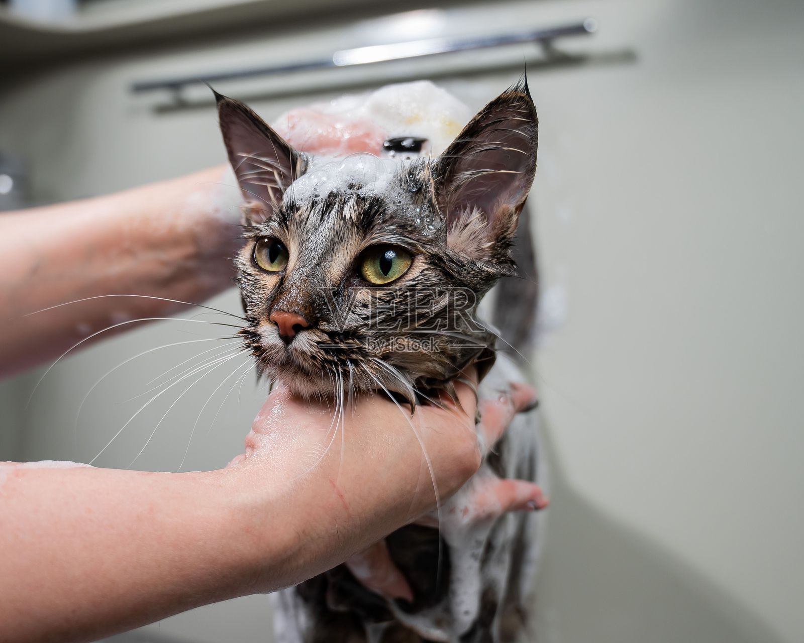 女性在美容院为一只灰色虎斑猫洗澡。照片摄影图片