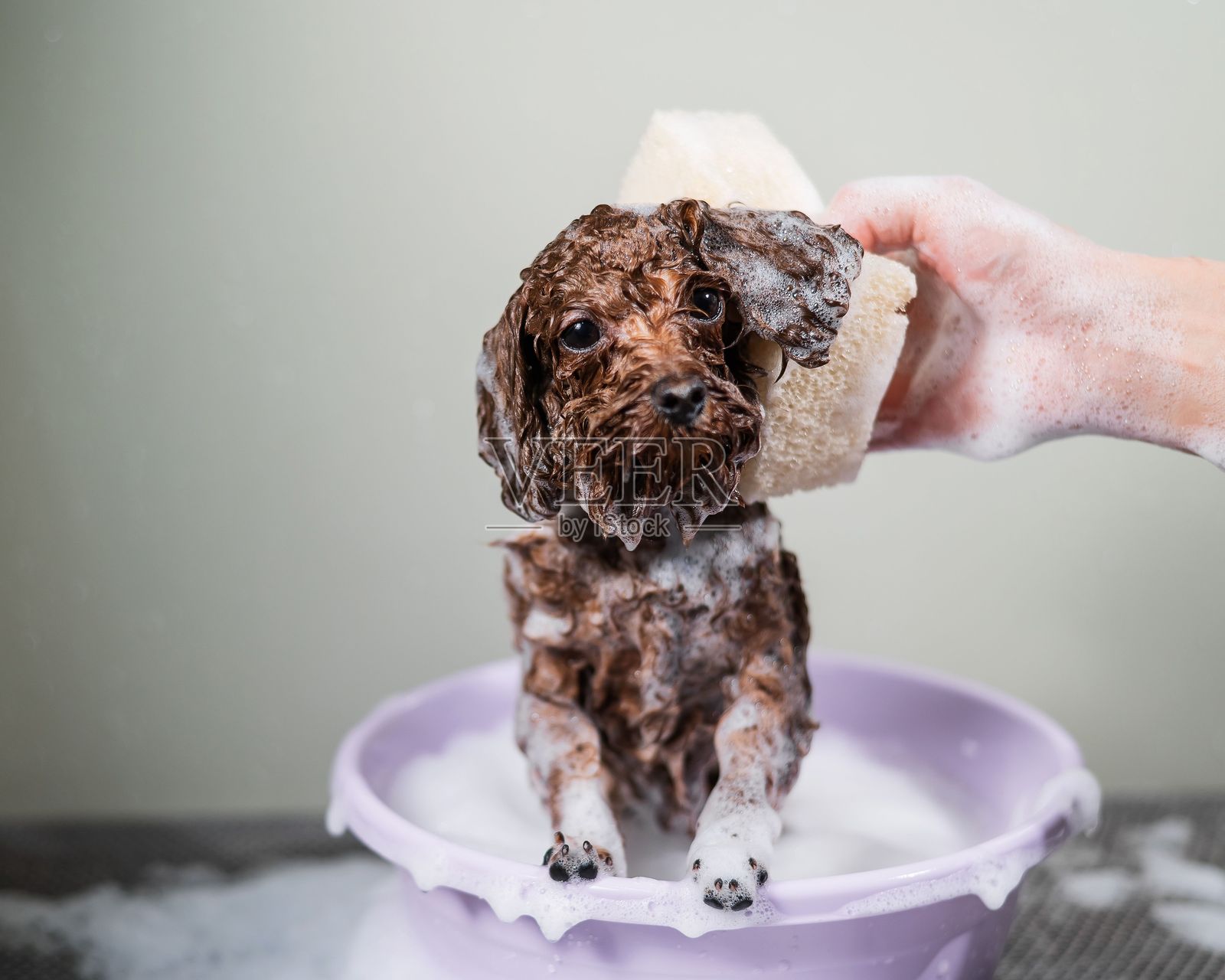 女性在美容院为棕色迷你贵宾犬洗澡。照片摄影图片