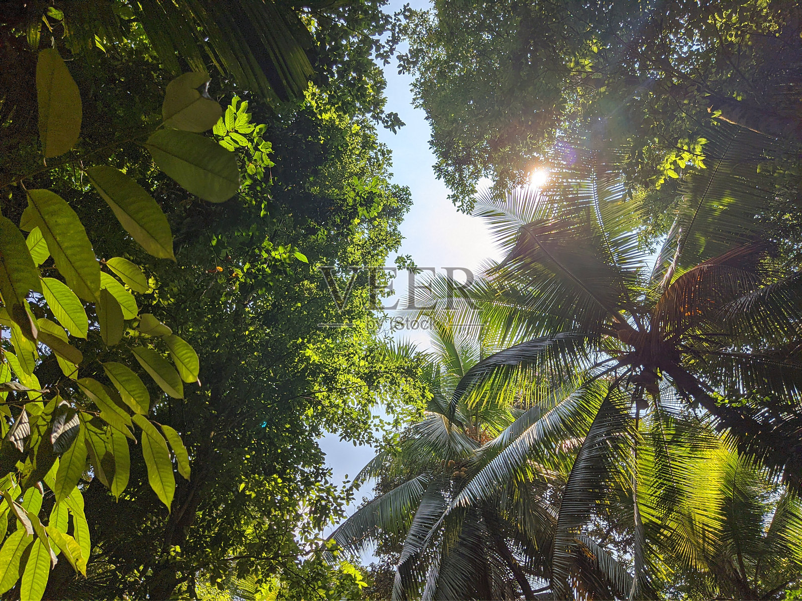 美丽树木间的日落照片摄影图片