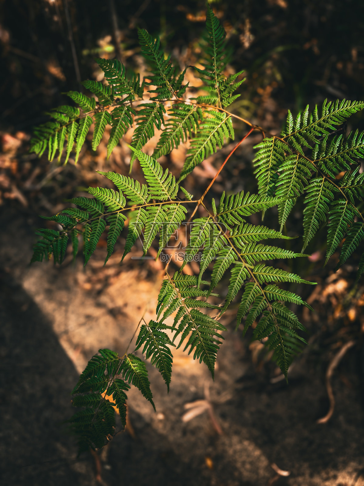 澳大利亚自然，石头山地区植物园。照片摄影图片
