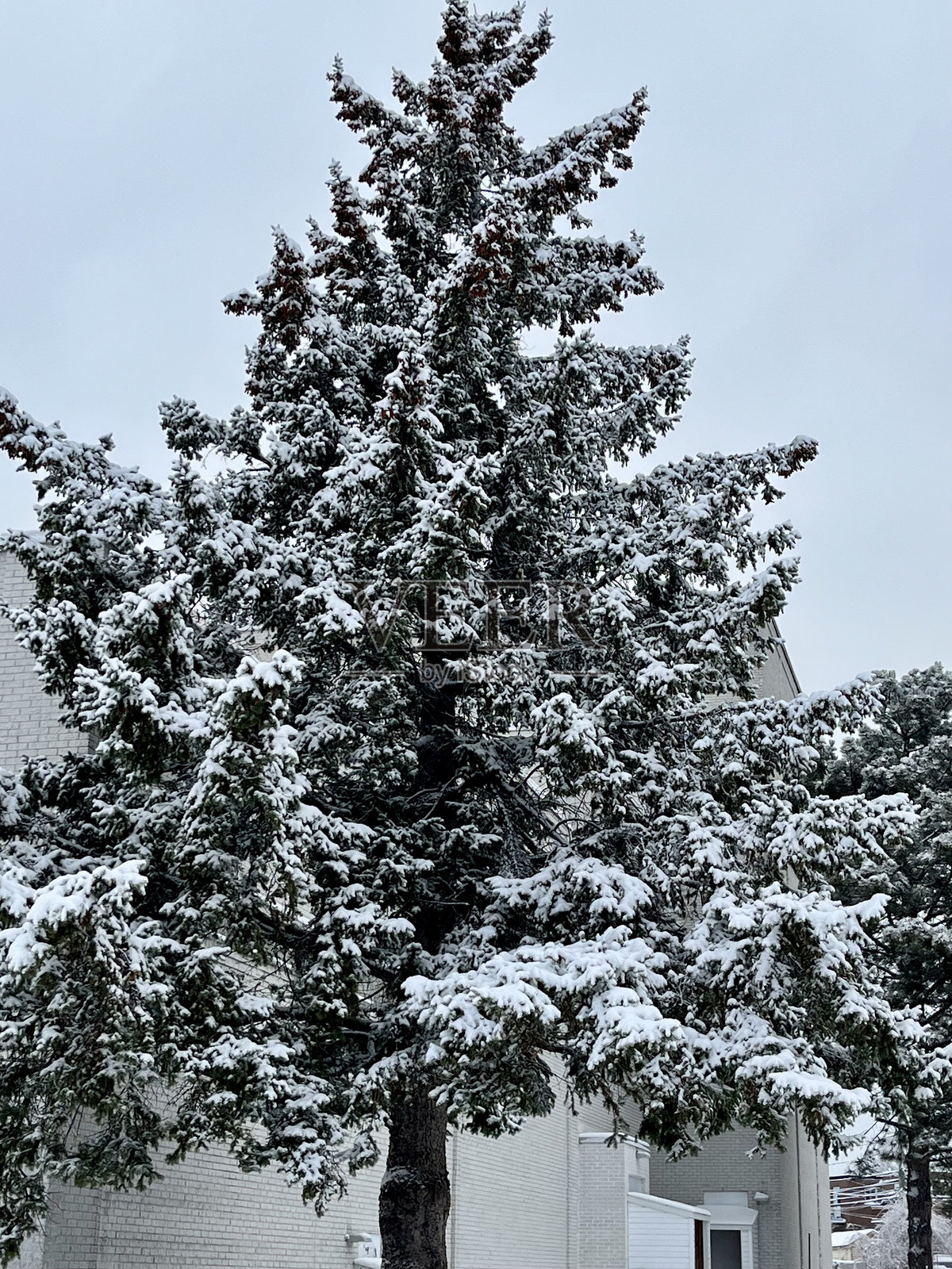 本季的第一次降雪照片摄影图片
