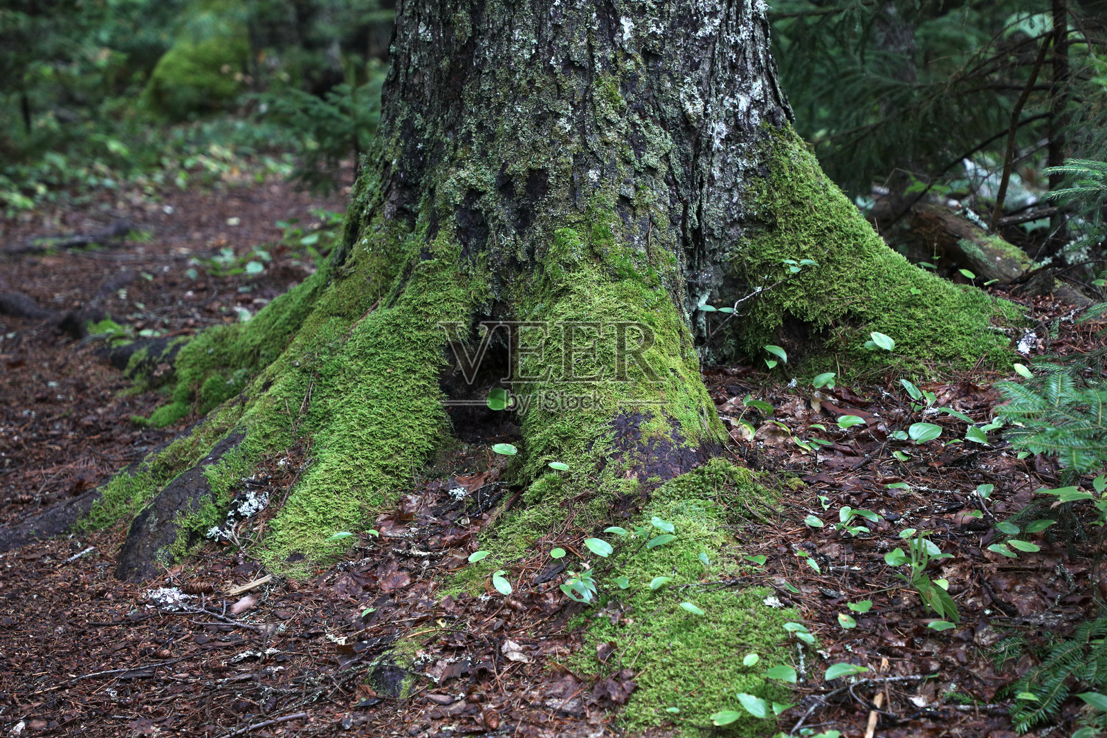 苔藓覆盖的树干和根部照片摄影图片