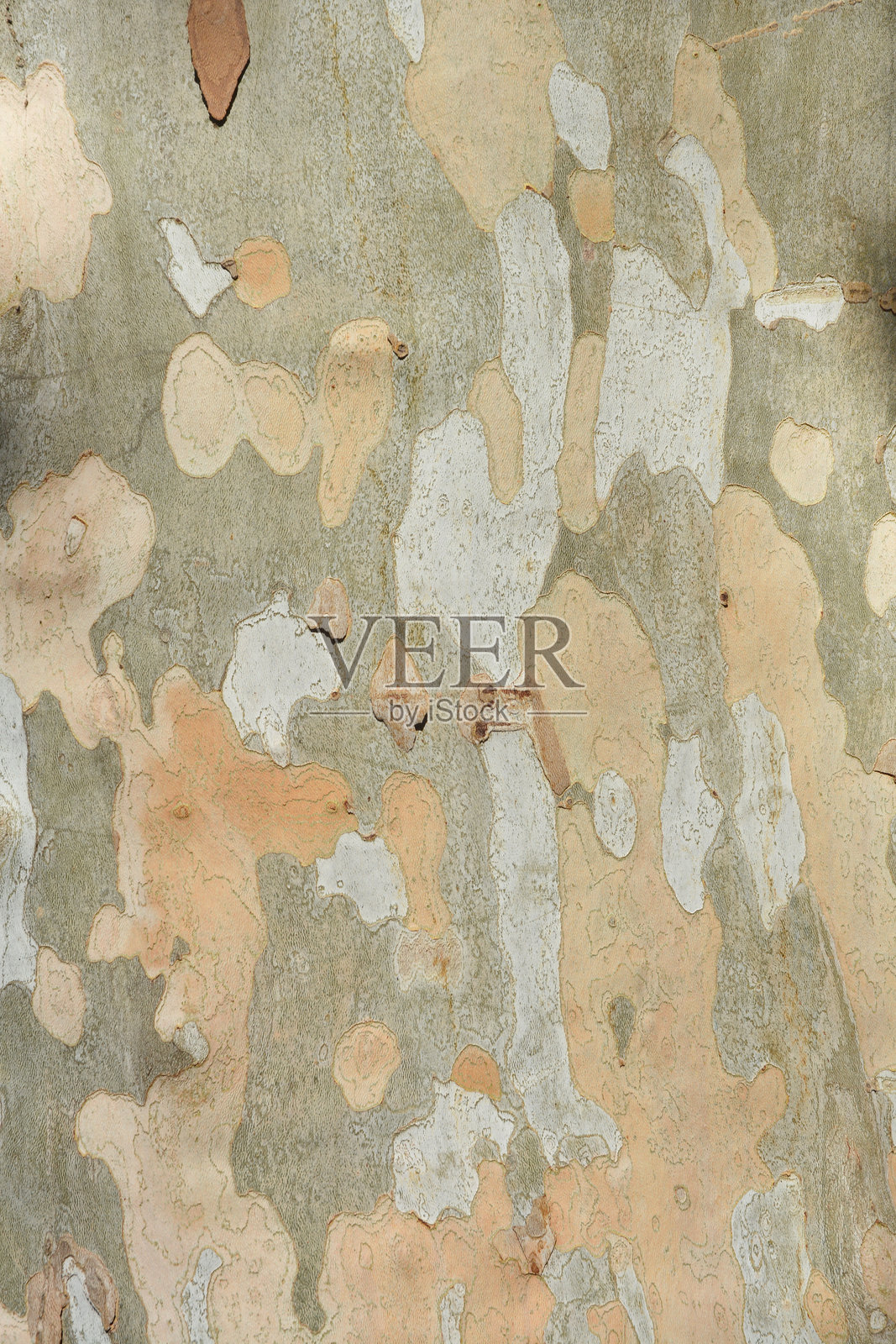 伦敦榉照片摄影图片