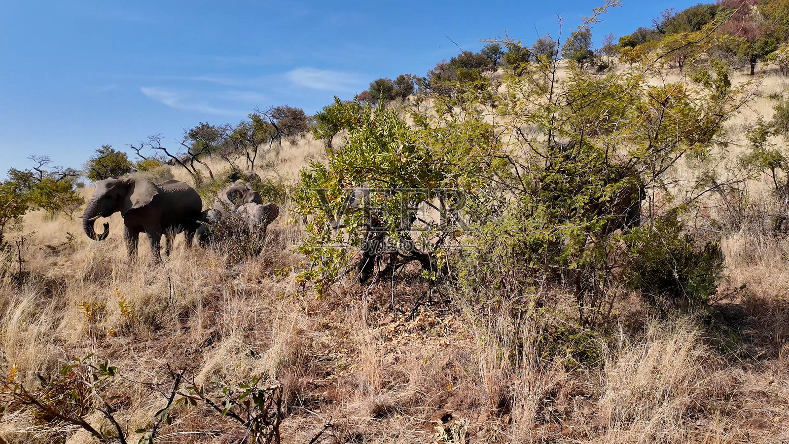 坦桑尼亚塞伦盖蒂国家公园的野生动物园之旅。游戏驱动的风景。照片摄影图片