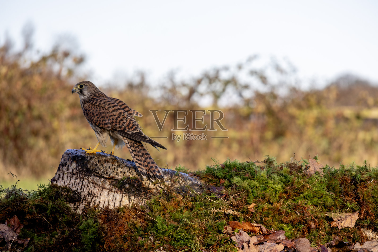 普通雀鹰栖息在木头上照片摄影图片