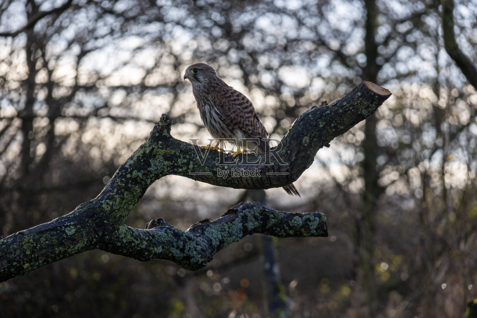 普通雀鹰栖息在树枝上照片摄影图片