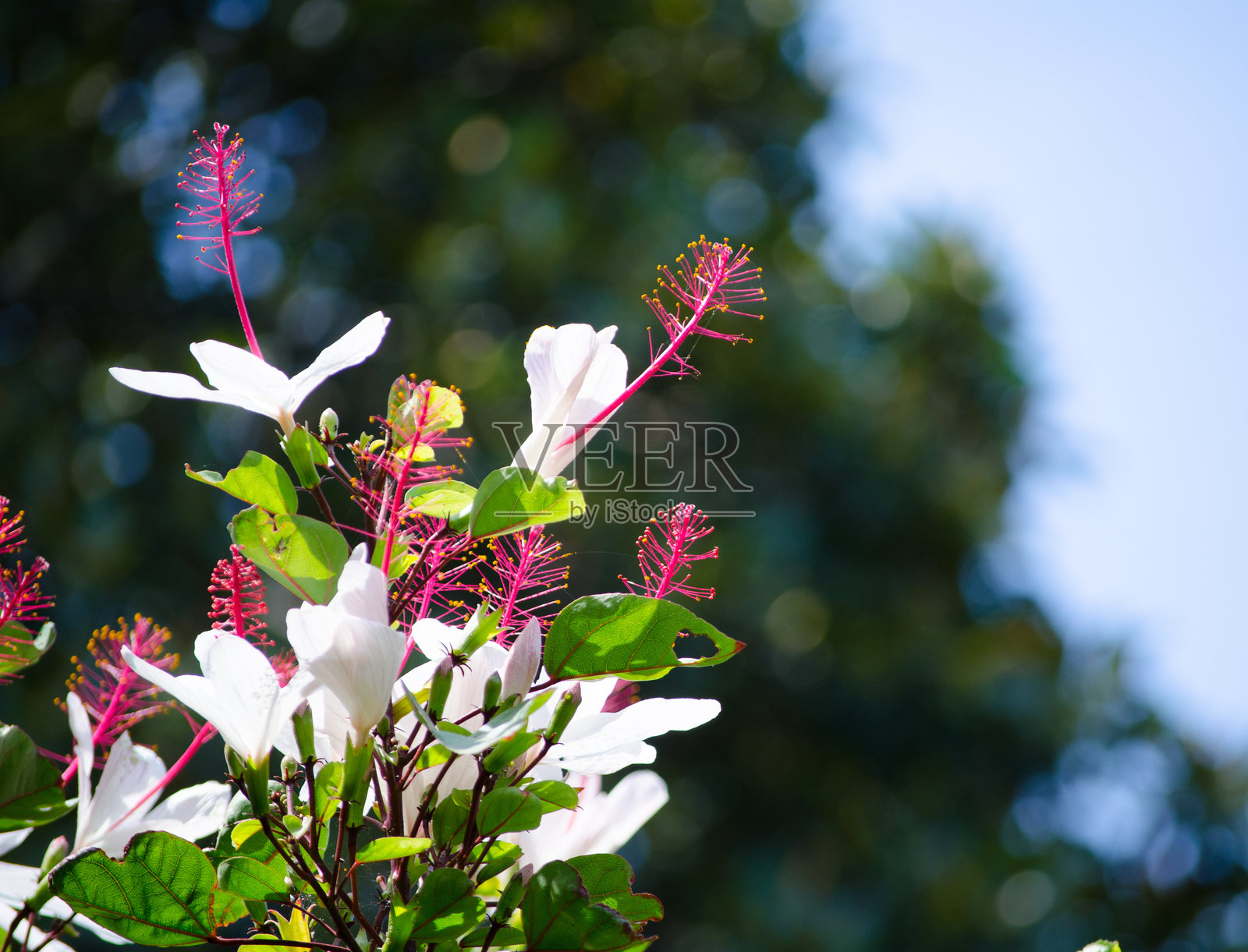 美丽的白色木槿花束，长长的粉色花粉，在春季的植物园中盛开。照片摄影图片
