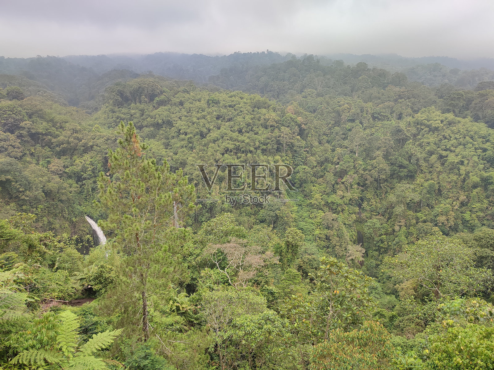 远处密林的景色照片摄影图片