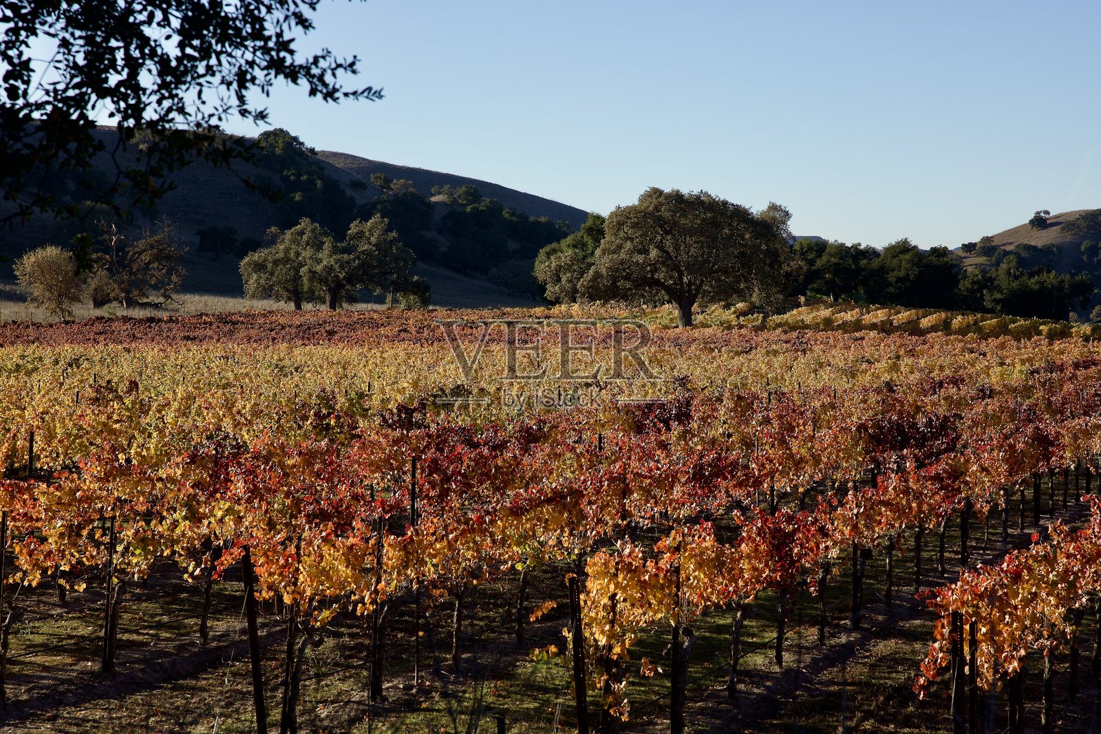 秋季葡萄园色彩的起伏山丘风景照片摄影图片