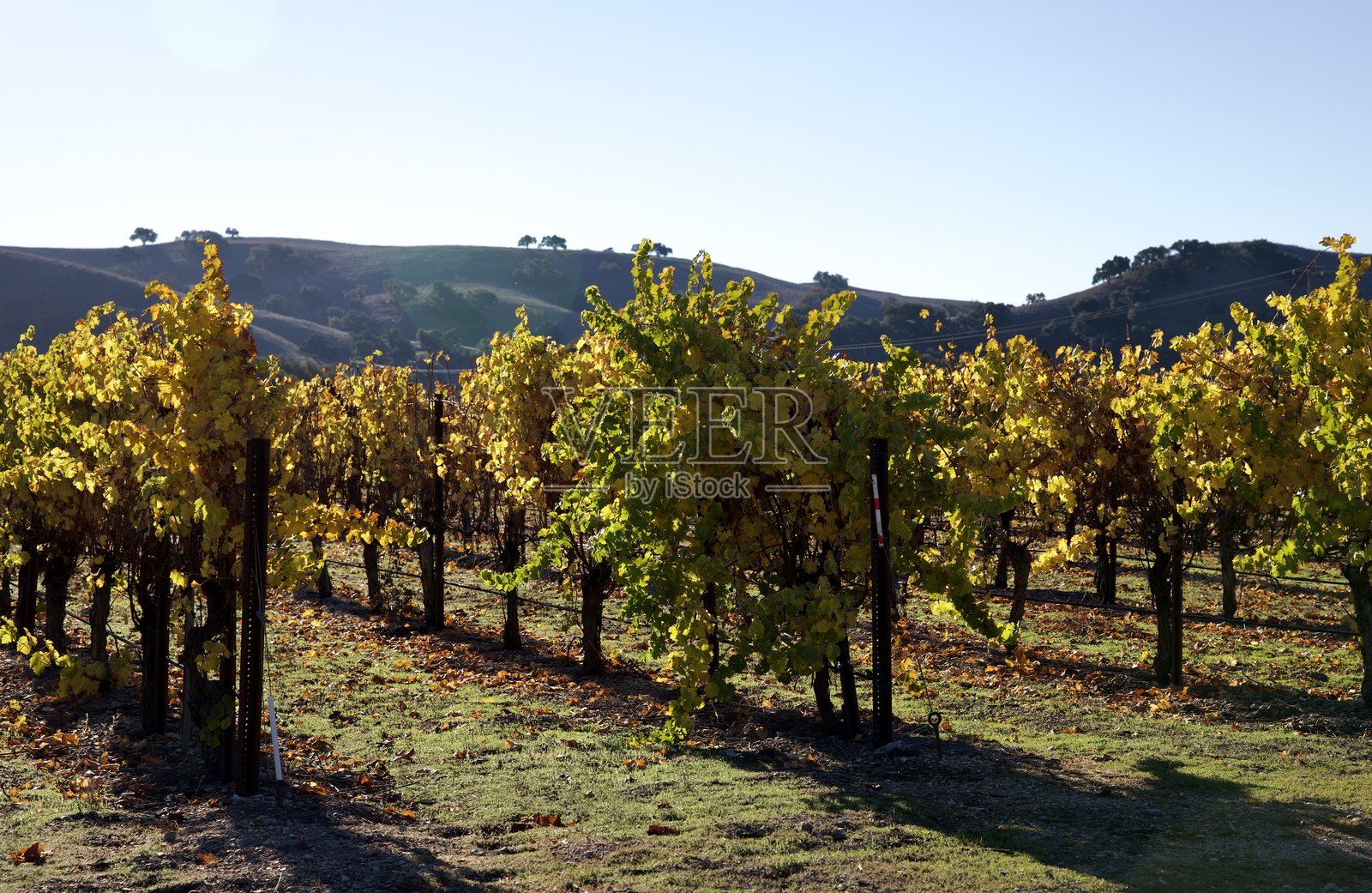葡萄园中五彩斑斓的秋叶照片摄影图片