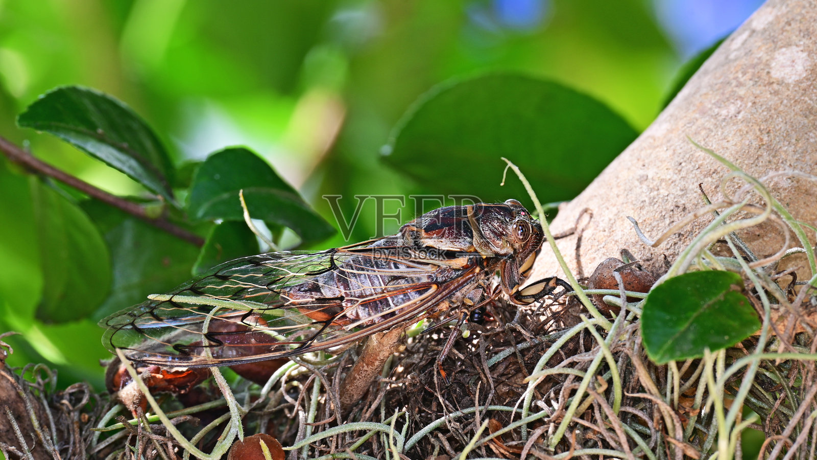 黑色王子蝉照片摄影图片