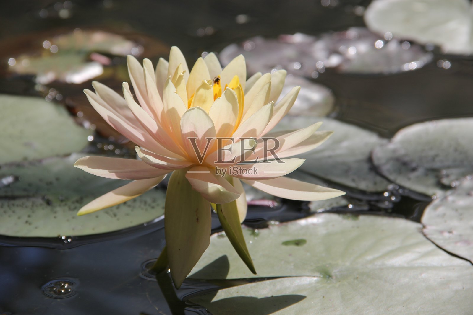 湖中莲花特写照片摄影图片