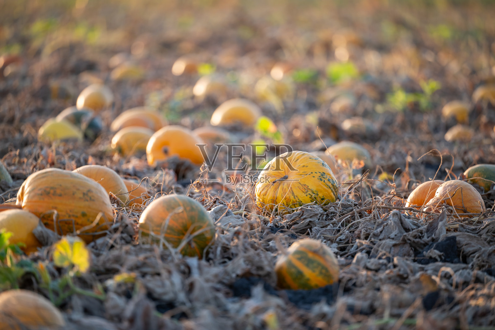 农业田地里的南瓜照片摄影图片
