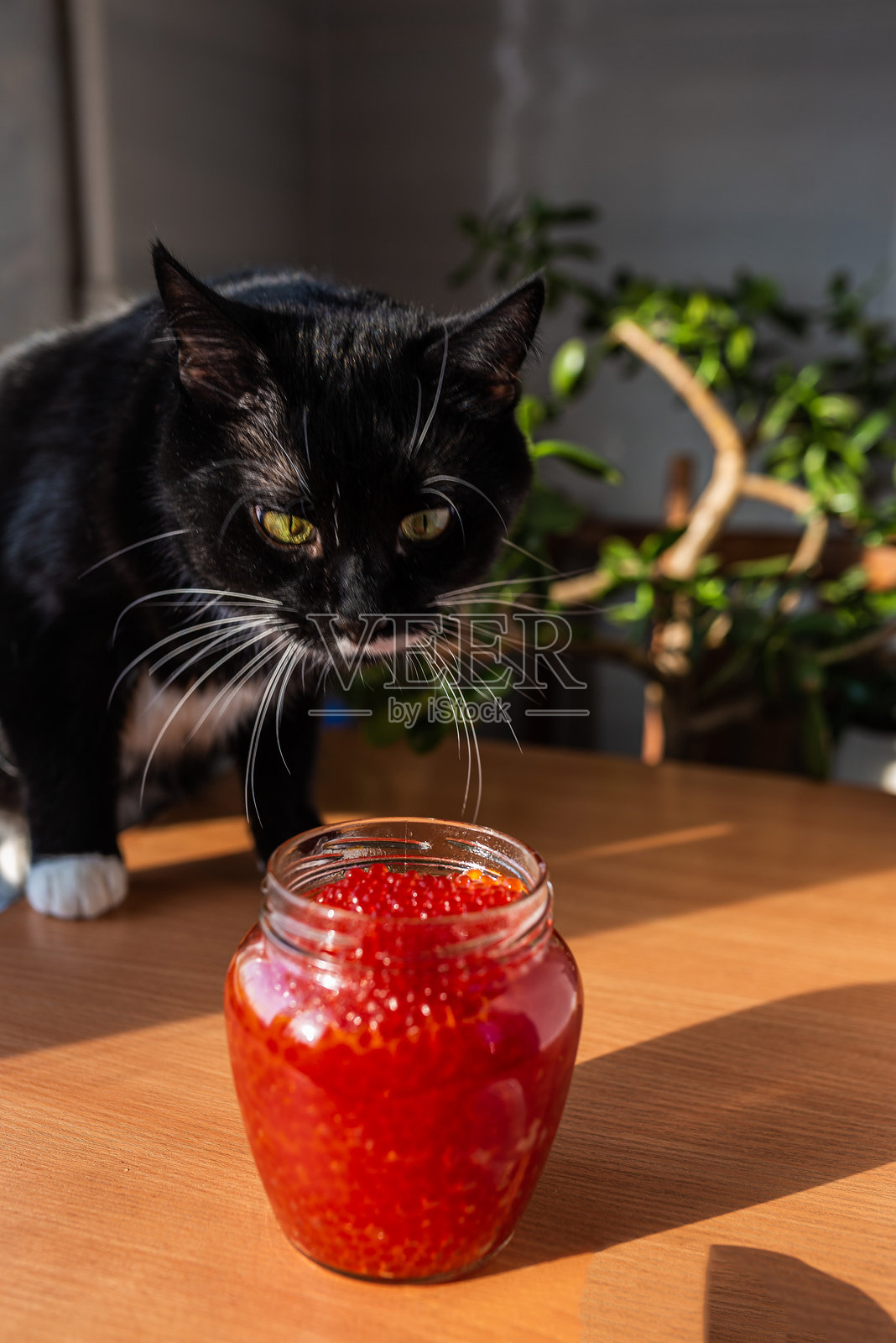 桌子上放着一罐红鱼子酱和一只猫照片摄影图片