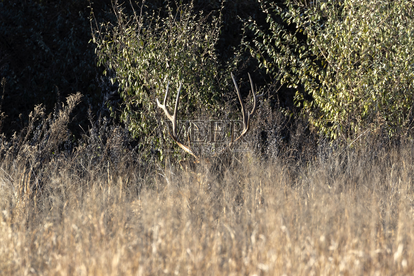 驼鹿照片摄影图片