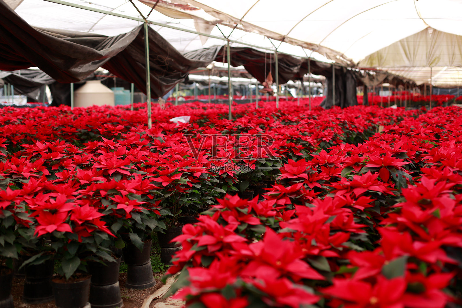 温室中的一品红植物，准备在圣诞季节出售照片摄影图片
