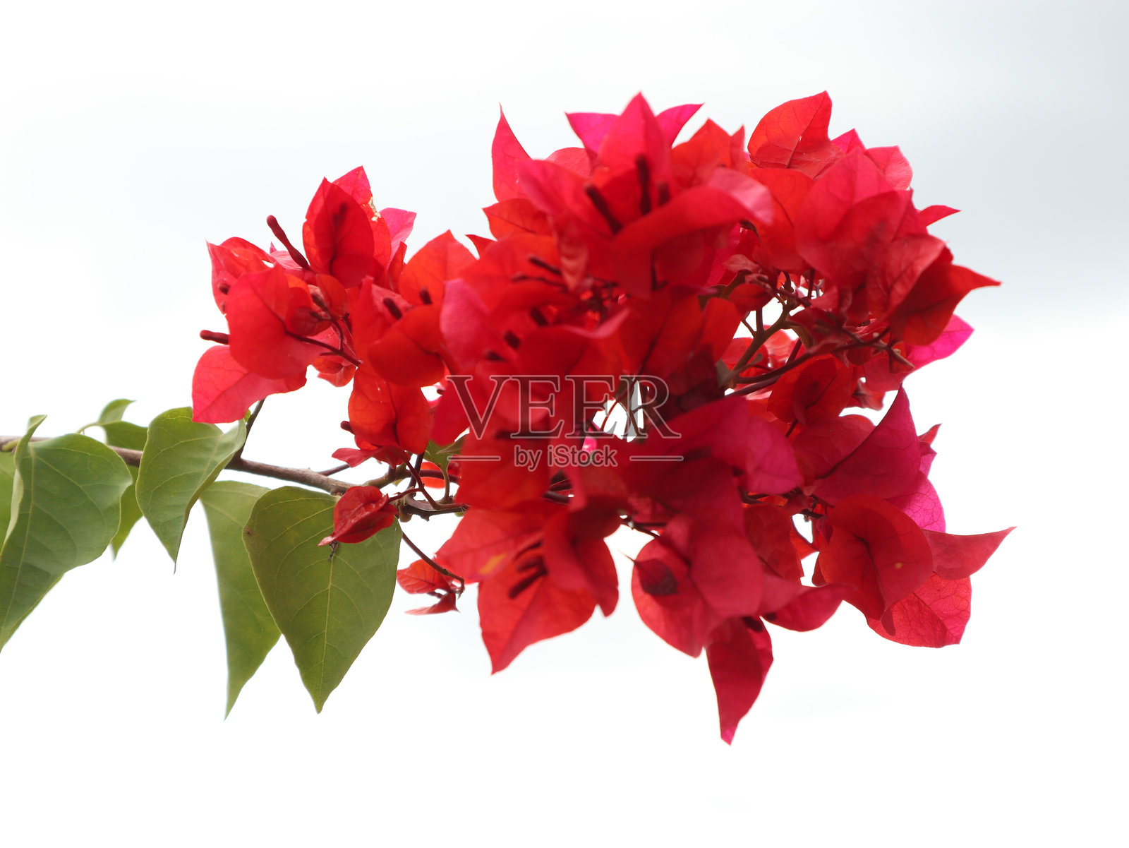 一簇鲜艳的红色九重葛花照片摄影图片