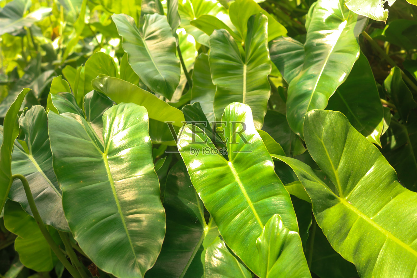 一组圣灵菲洛德伦叶子。热带植物用于装饰房间或花园。照片摄影图片