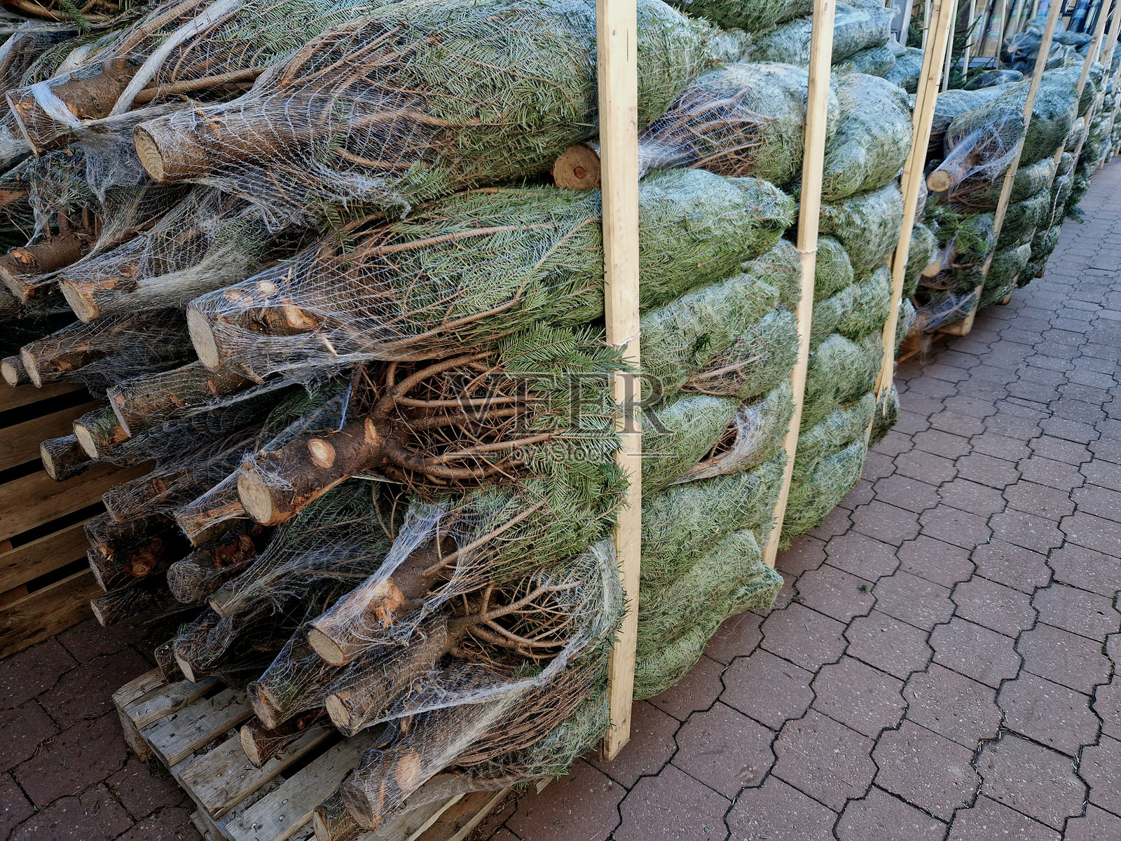 来自北欧某处种植园的白人冷杉圣诞树，装在收缩网中，放在托盘上。供花园中心出售，堆放在仓库停车场的高捆中。照片摄影图片